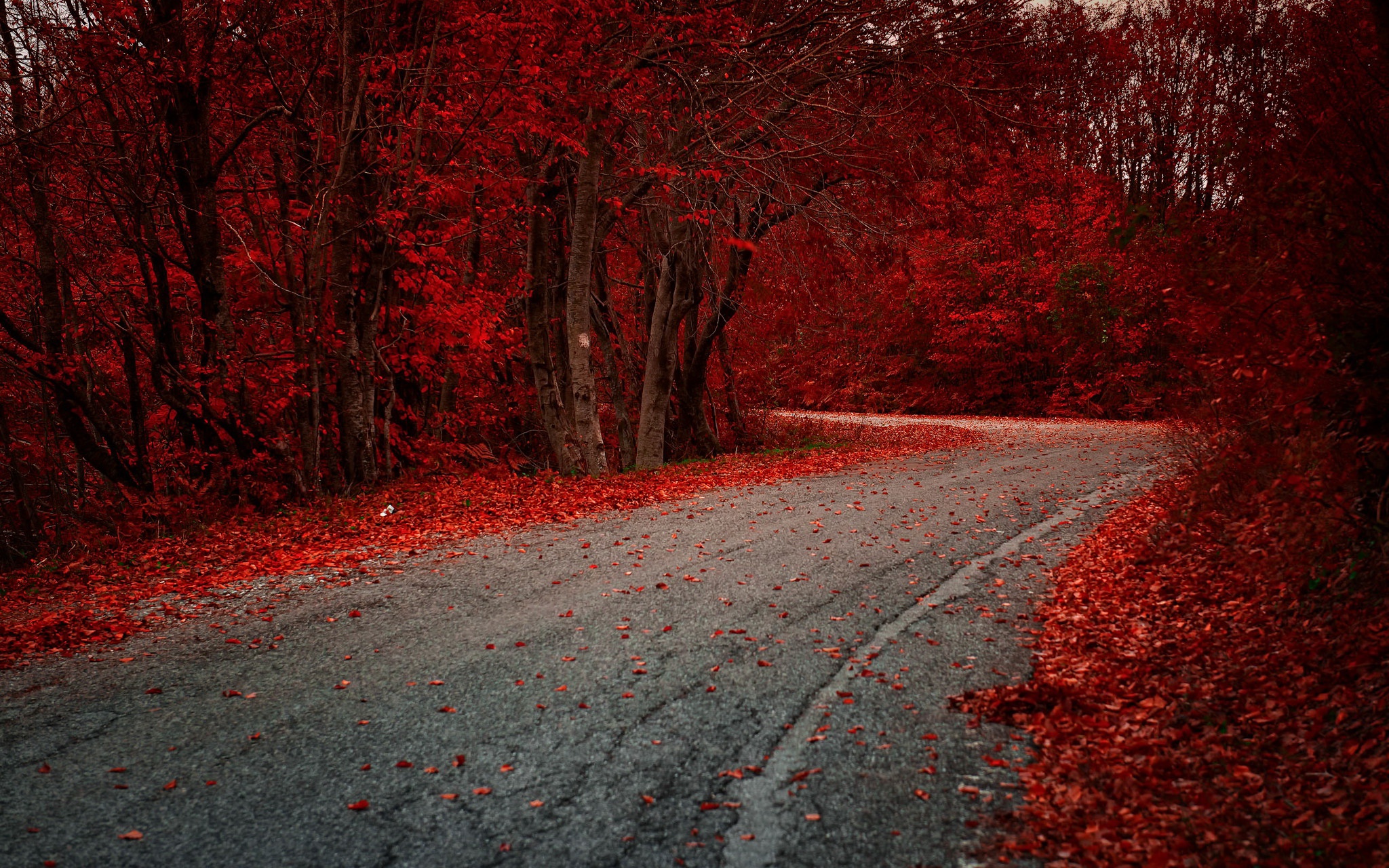 General 2048x1280 fall leaves trees road asphalt outdoors red leaves