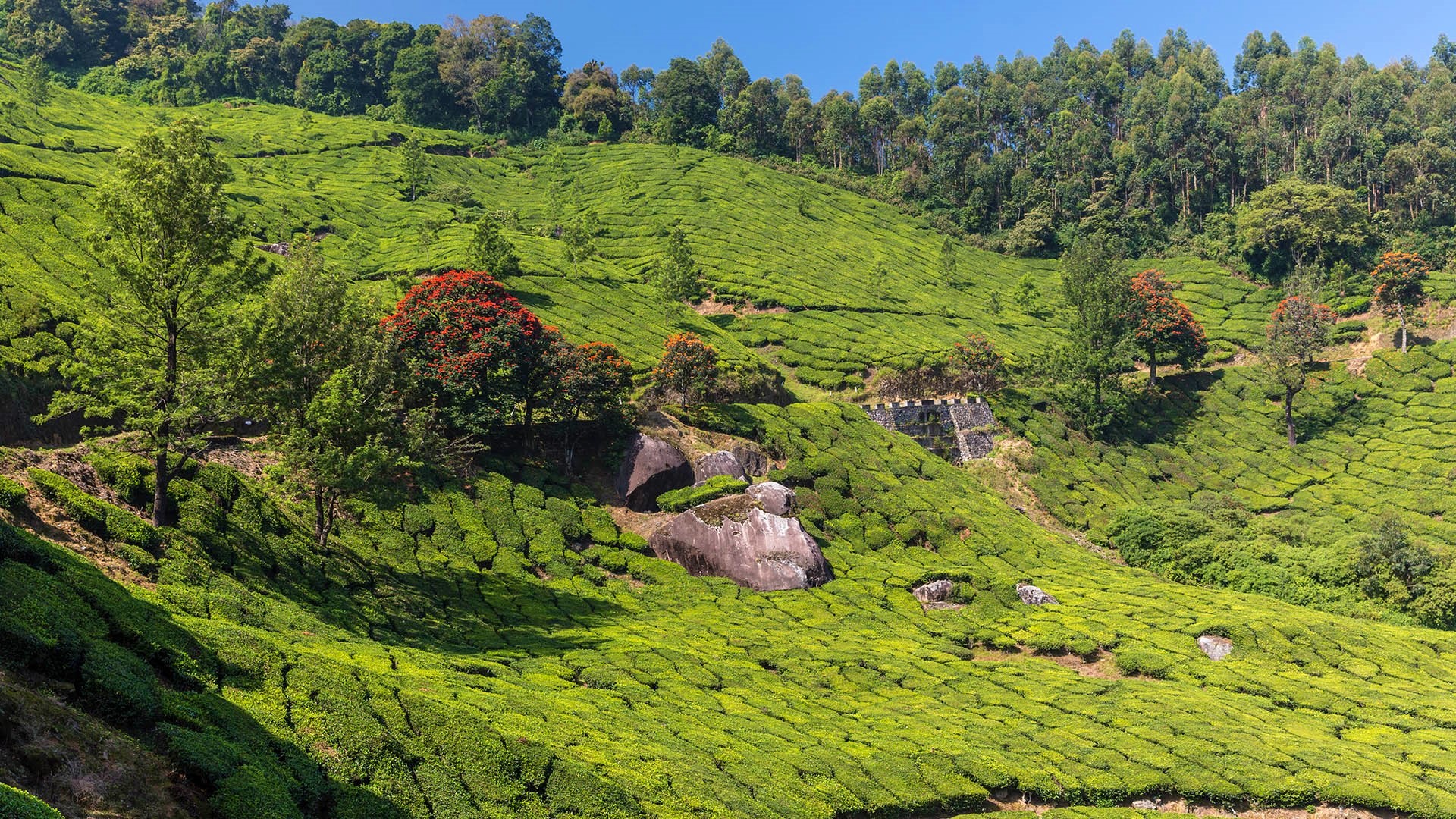 General 1920x1080 nature landscape trees field farm plants rocks sky tea plant Kerala India Munnar