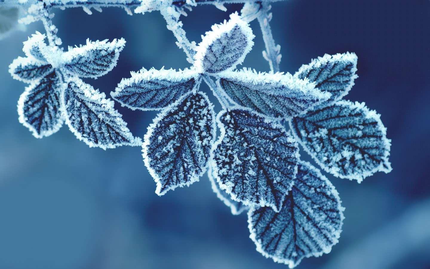 General 1440x900 cold nature leaves outdoors ice frost winter plants