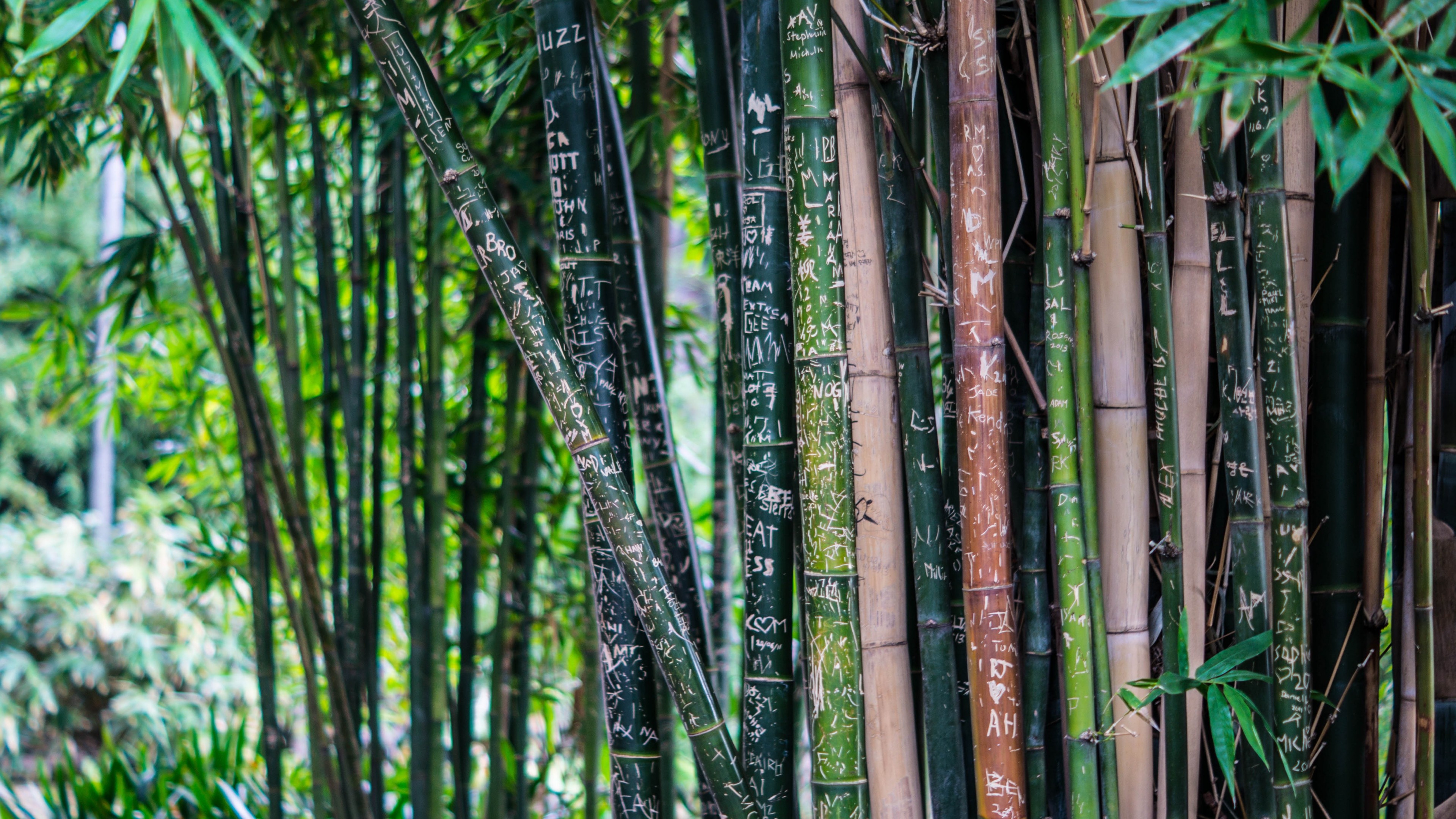 General 3840x2160 bamboo trees plants