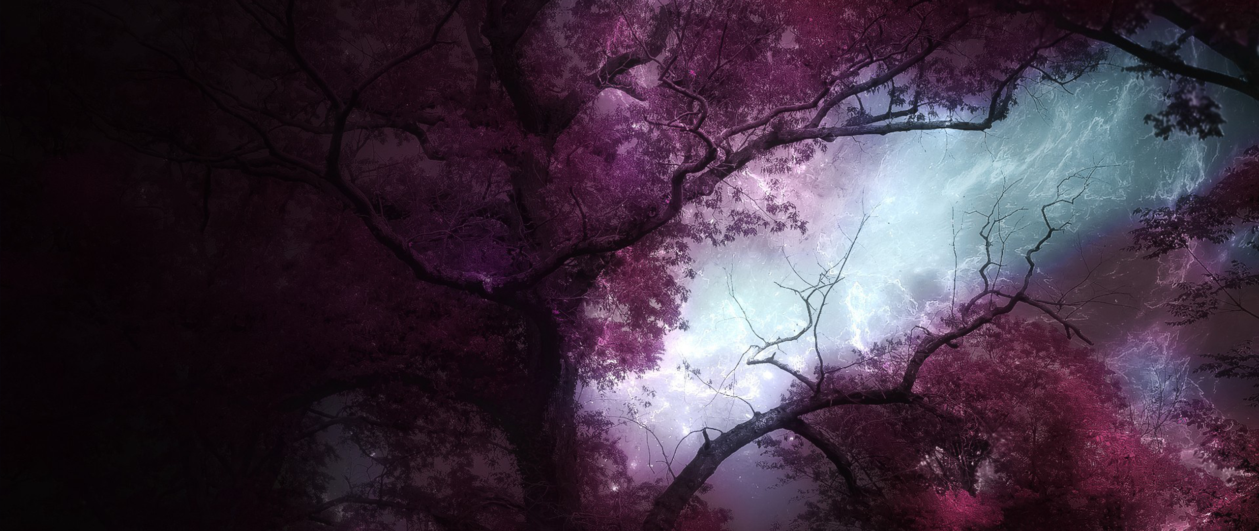 General 2560x1080 ultrawide photography trees purple dark nature