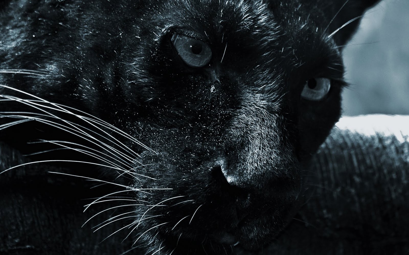General 1600x1000 black hair   eyes face animals panthers mammals big cats