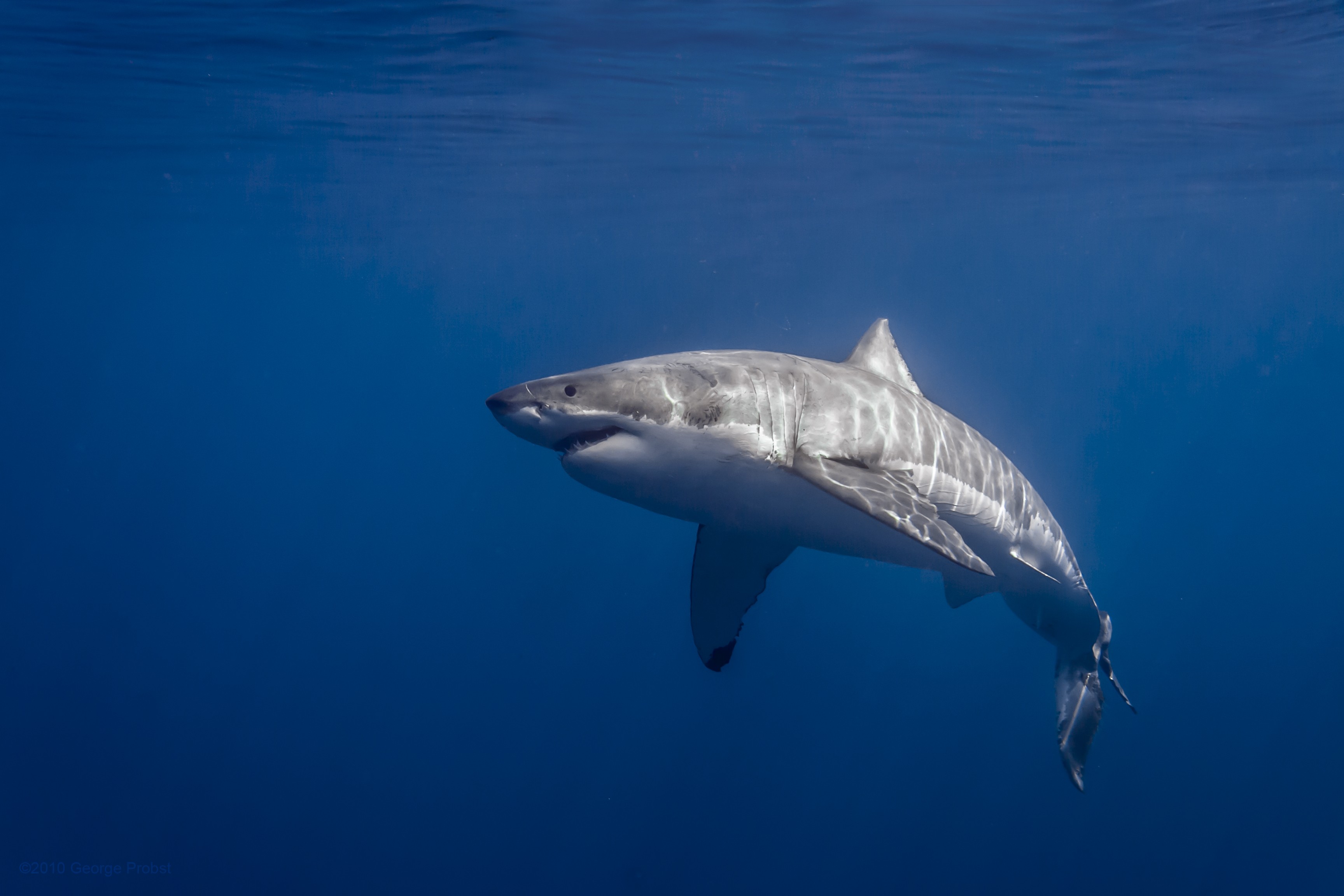 General 3456x2304 photography Great White Shark sunlight sea shark animals fish underwater sea life
