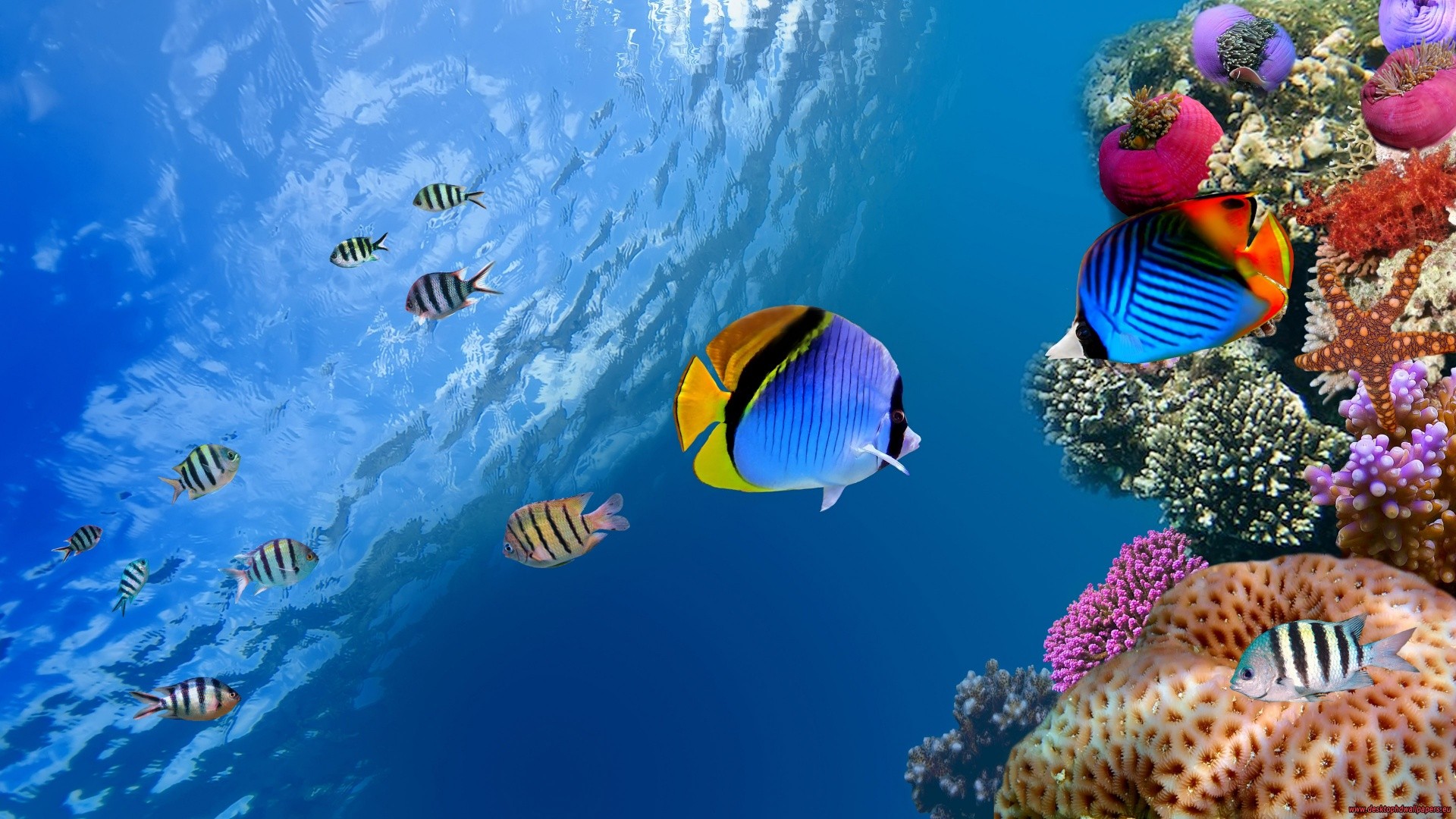 General 1920x1080 nature fish underwater photo manipulation blue water colorful sea life animals