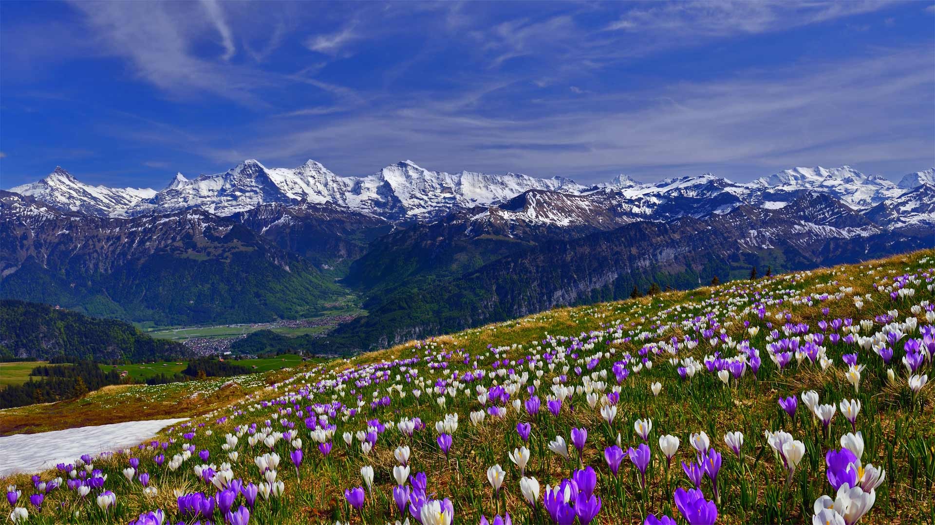 General 1920x1080 Bing photography nature flowers landscape mountains sky field