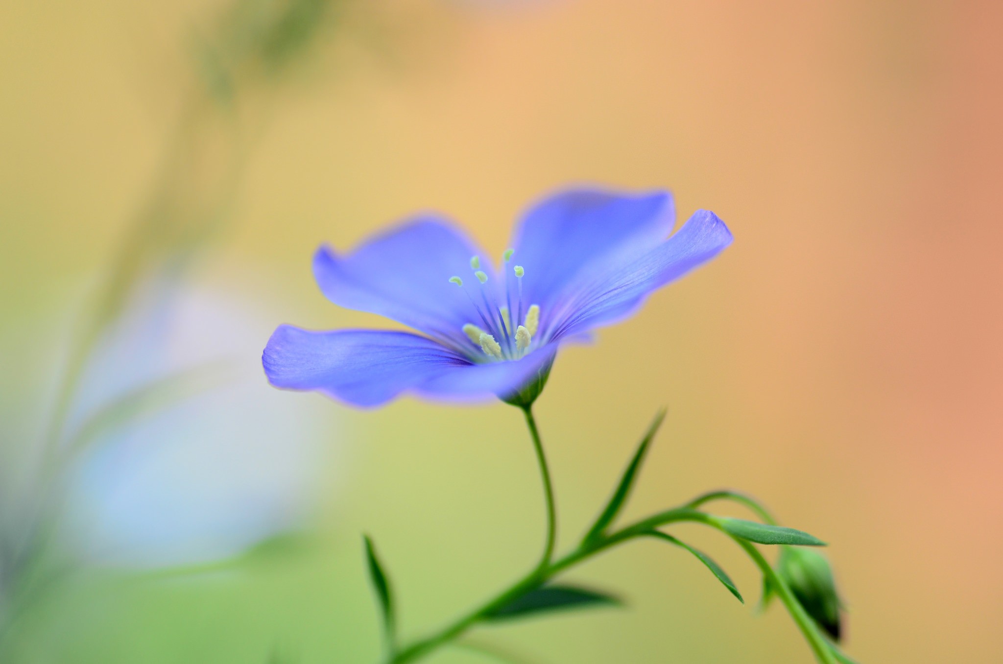 General 2048x1356 macro flowers plants blue flowers garden