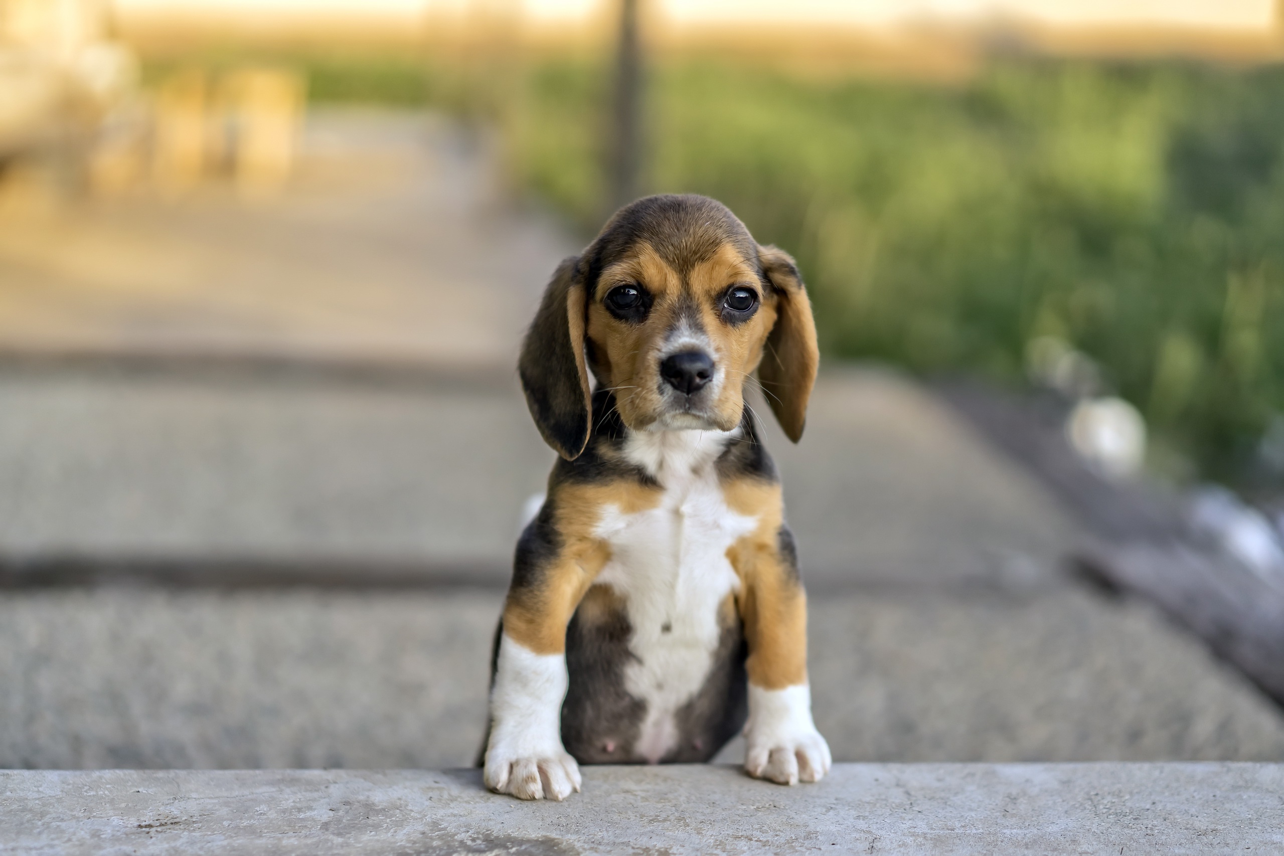 General 2560x1707 dog animals Beagles closeup
