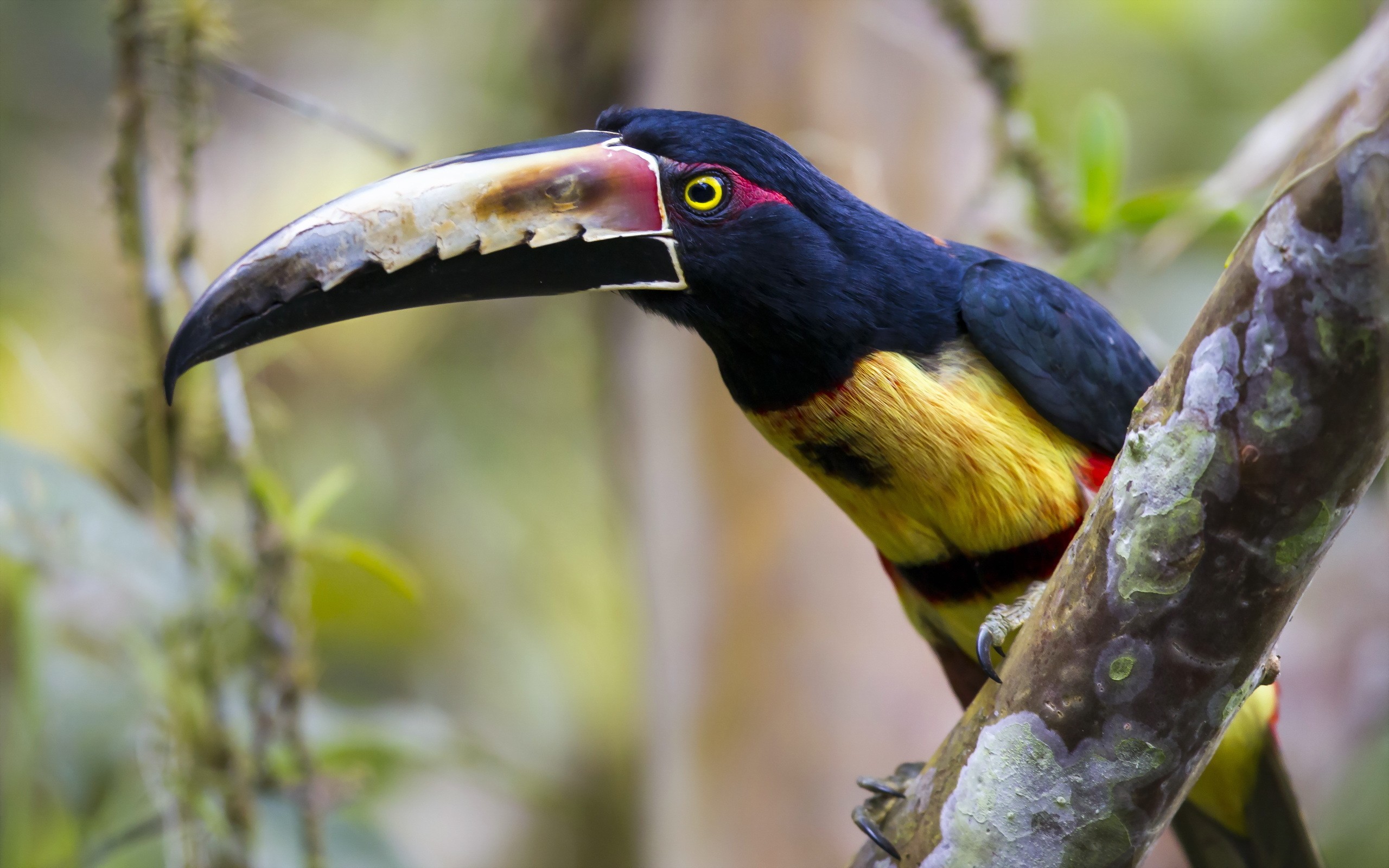 General 2560x1600 animals toucans birds