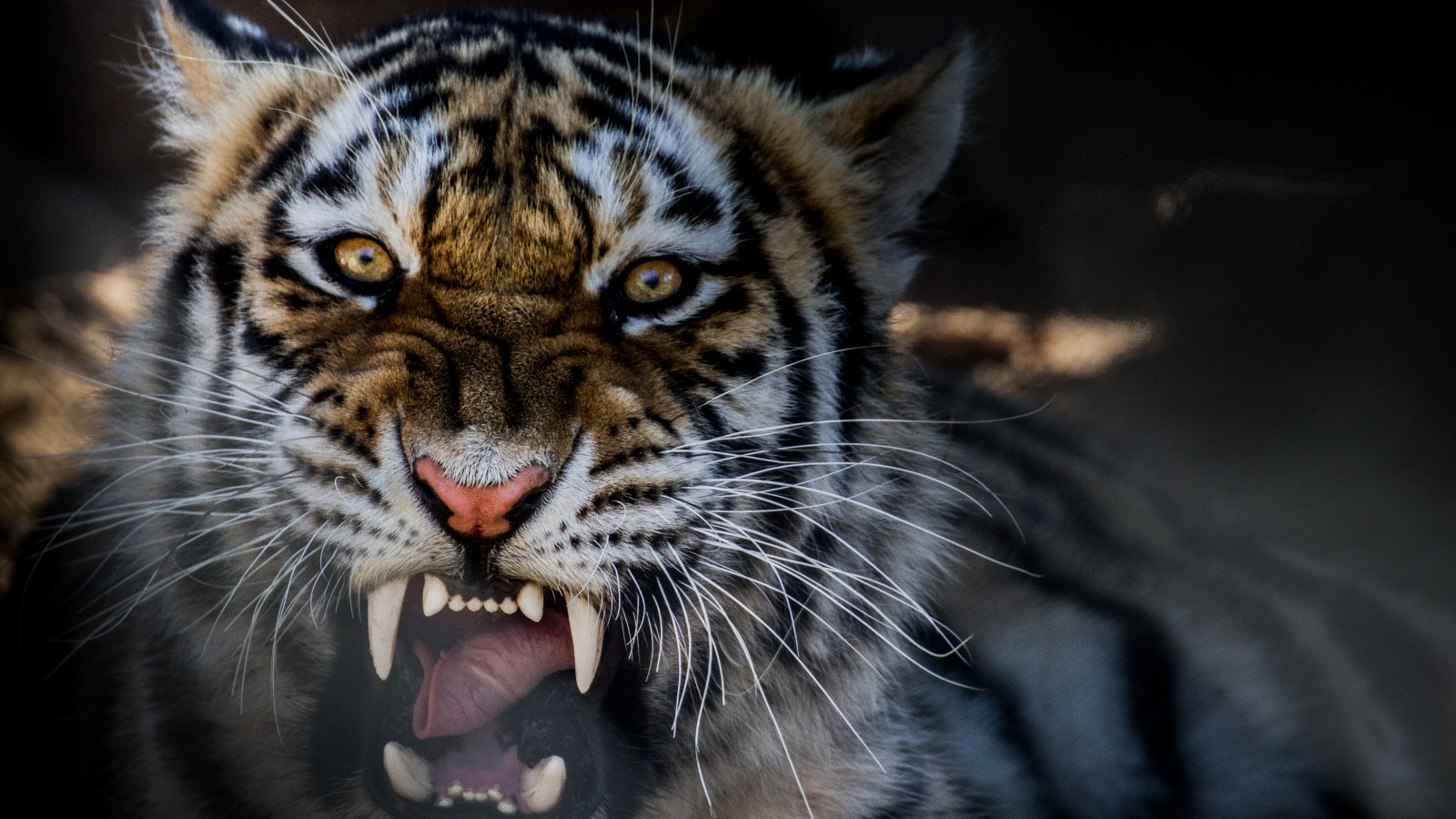 General 1600x900 tiger animals teeth yellow eyes hunter closeup looking at viewer fangs wildlife