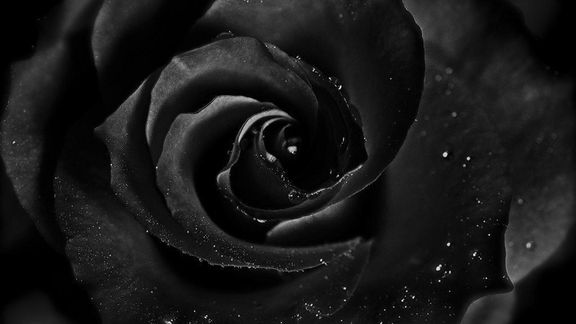 General 1920x1080 black rose flowers plants black rose