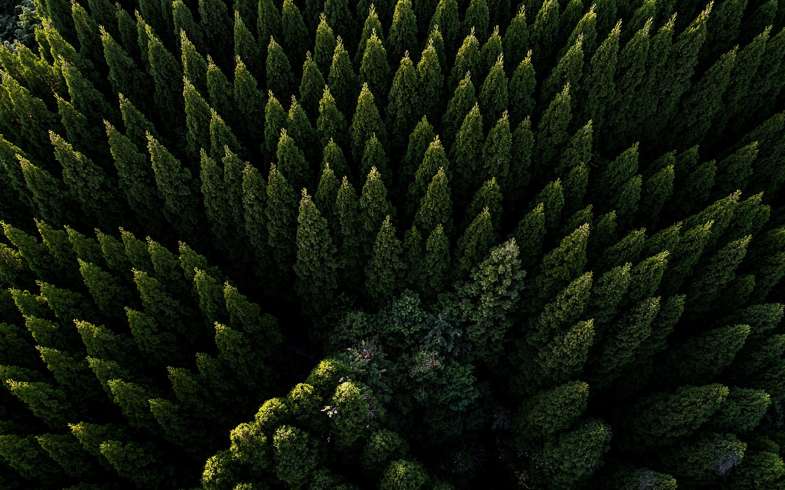 General 2560x1600 green nature trees forest aerial view shadow