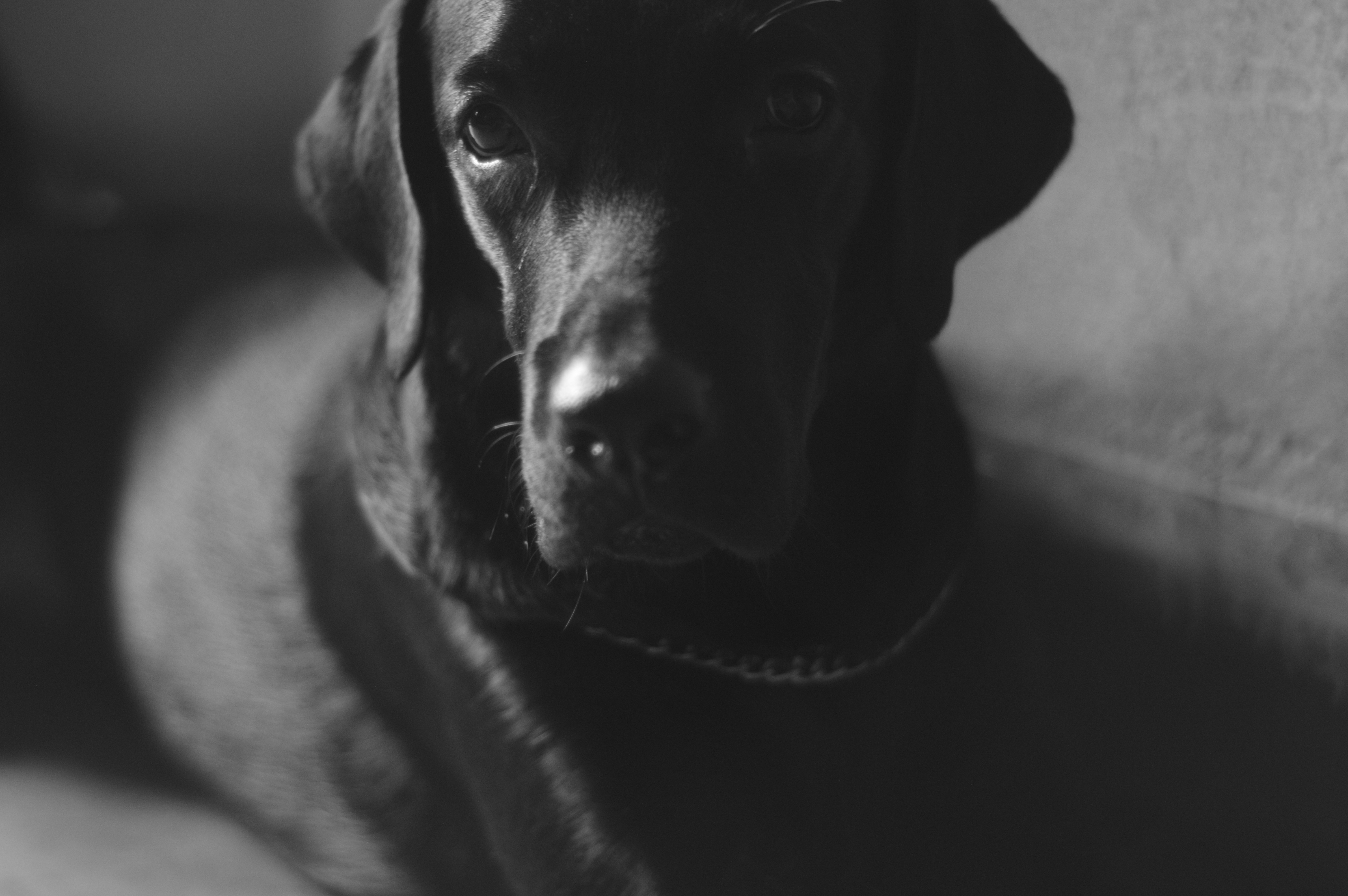 General 6016x4000 Zeus dog Labrador monochrome photography