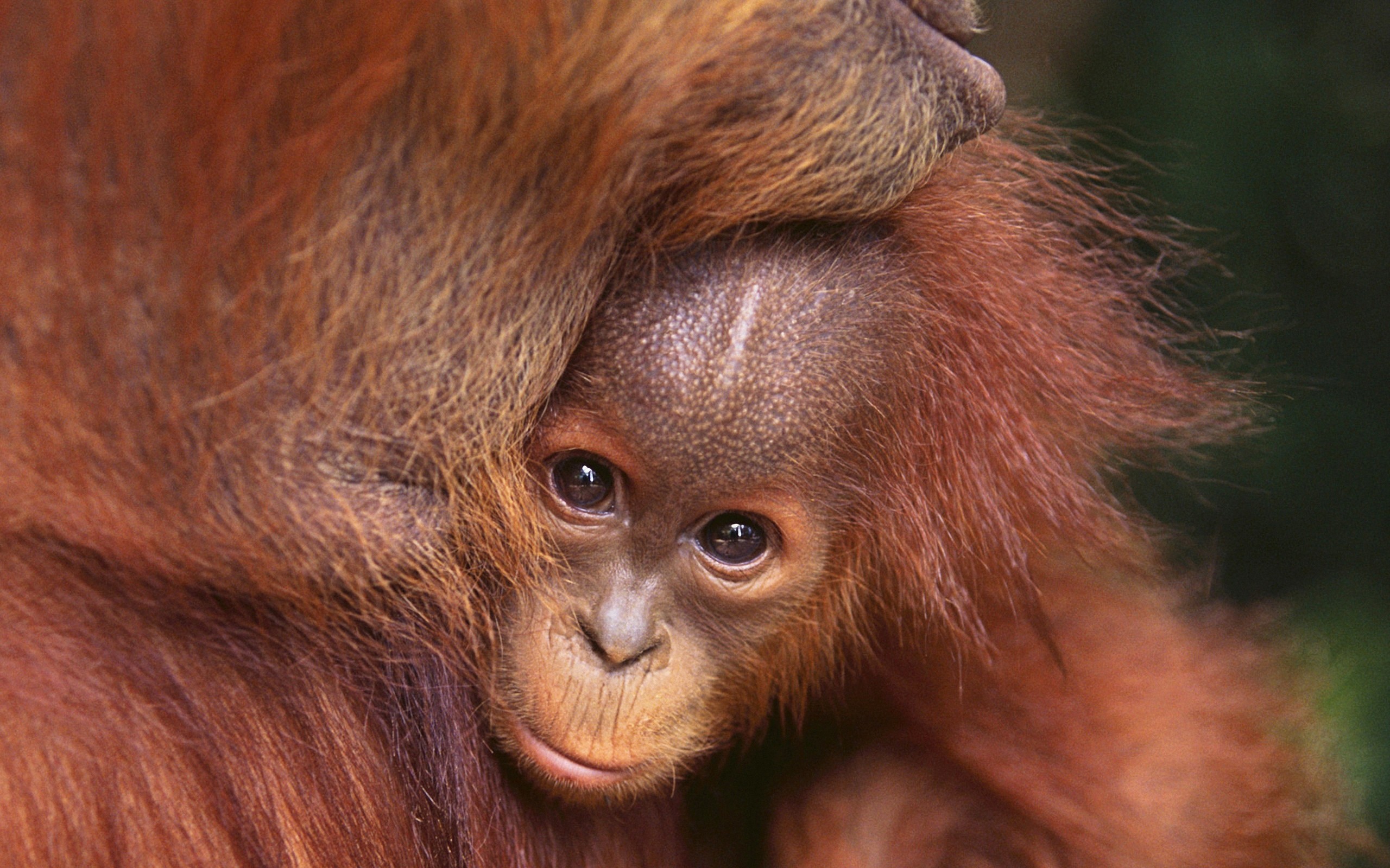 General 2560x1600 animals mammals orangutans