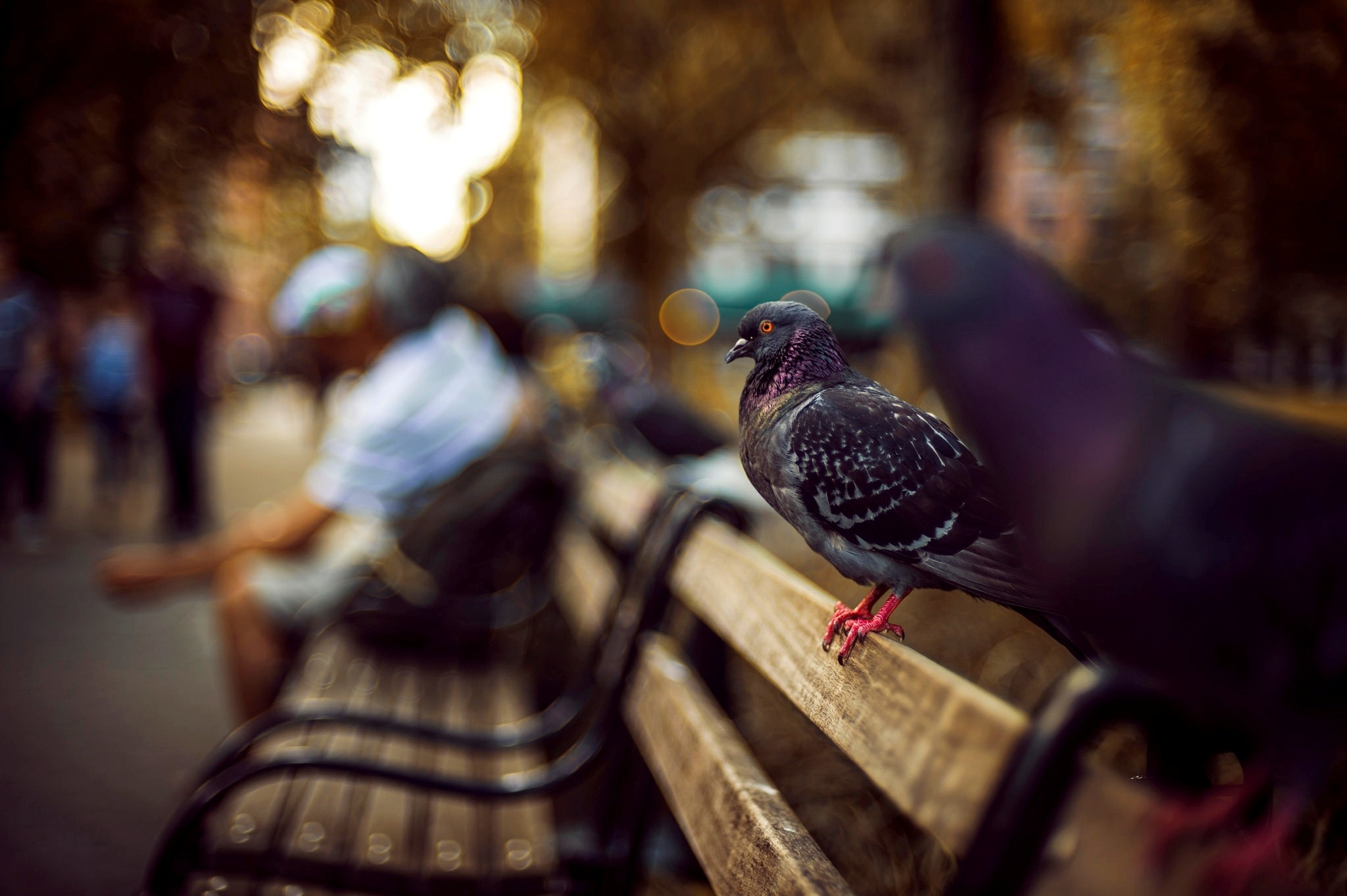 General 2048x1363 urban city birds pigeons bench depth of field