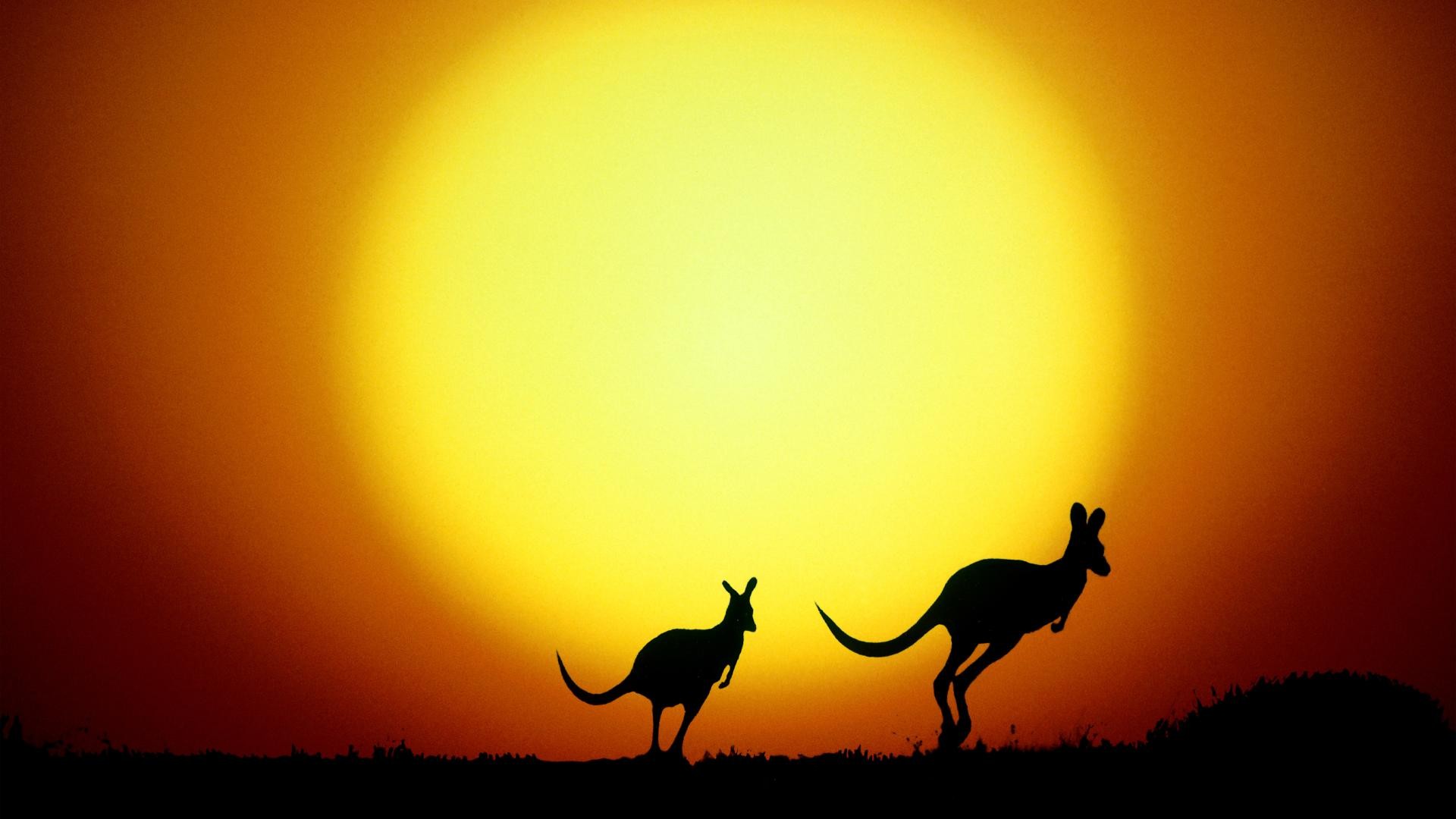 General 1920x1080 silhouette animals Australia Sun kangaroos