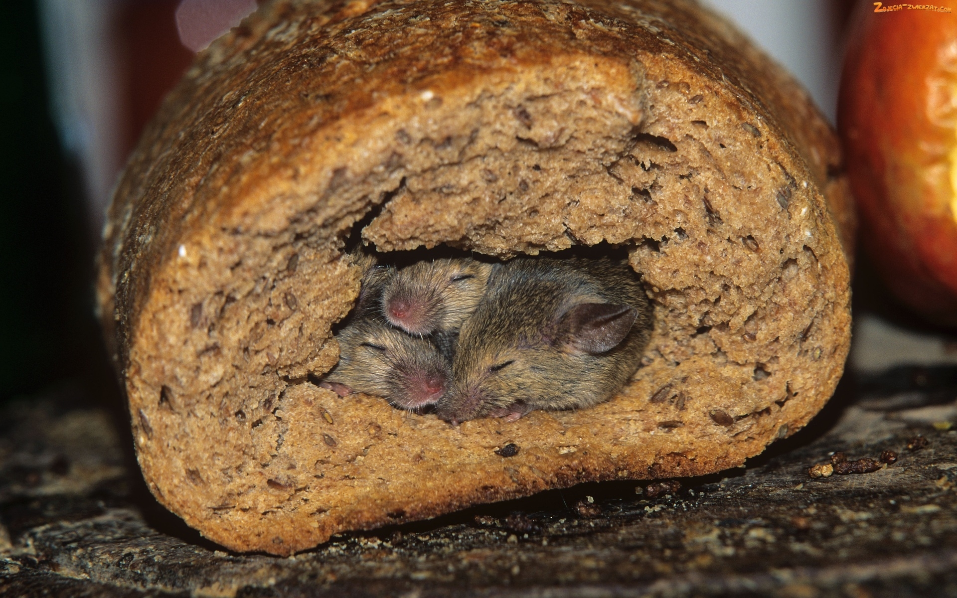 General 1920x1200 bread mice food mammals closeup