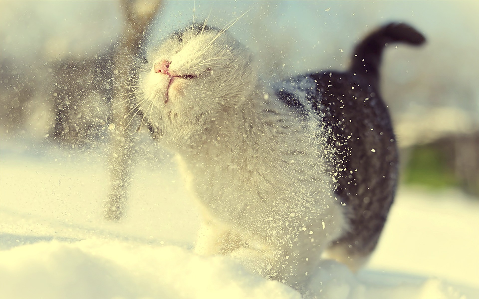 General 1920x1200 winter snow cats depth of field macro animals outdoors mammals