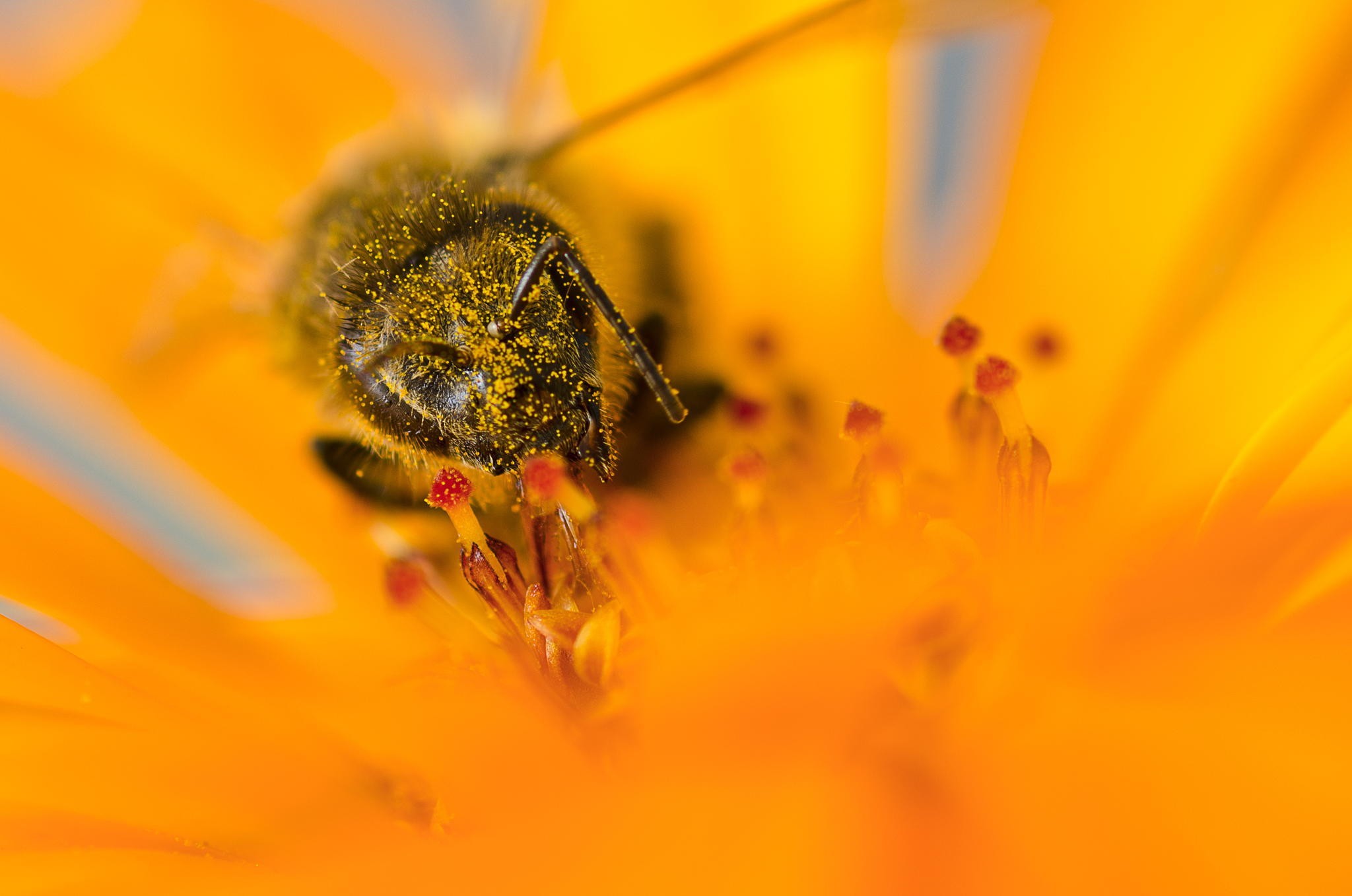 General 2048x1357 macro insect pollen bees flowers yellow flowers yellow orange animals plants