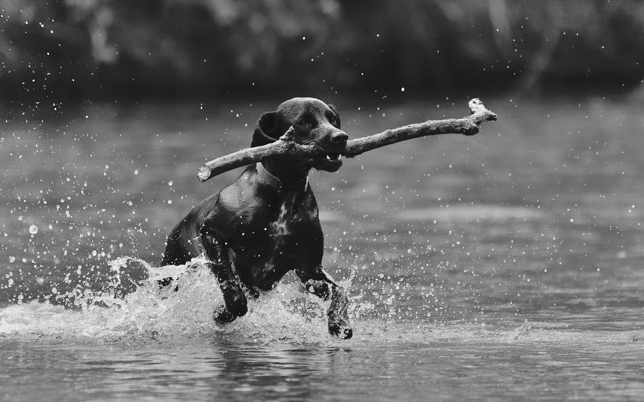 General 2560x1600 animals dog monochrome mammals sticks outdoors in water water wet