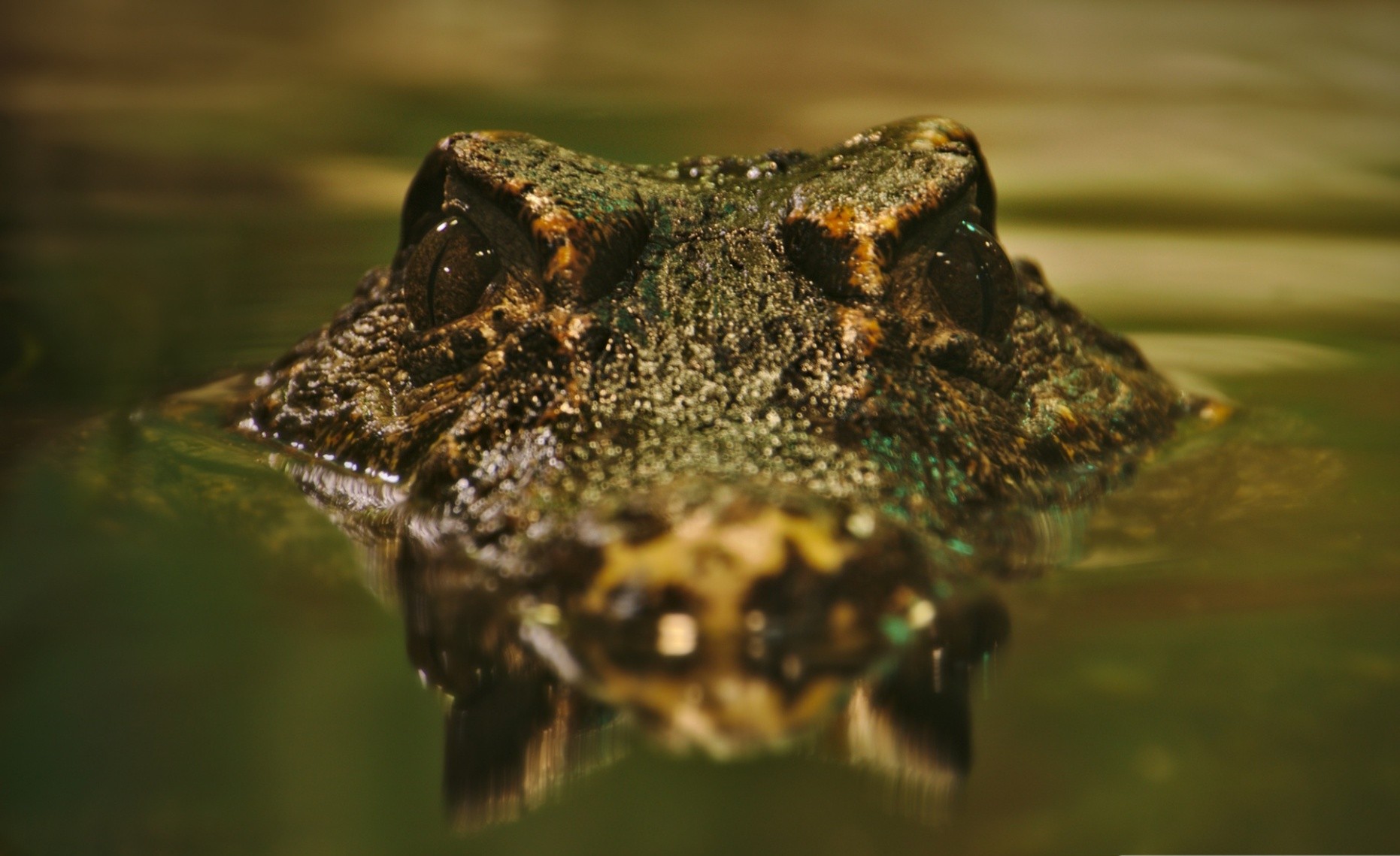General 1862x1139 photography animals reptiles crocodiles water reflection waves looking at viewer nature animal eyes in water