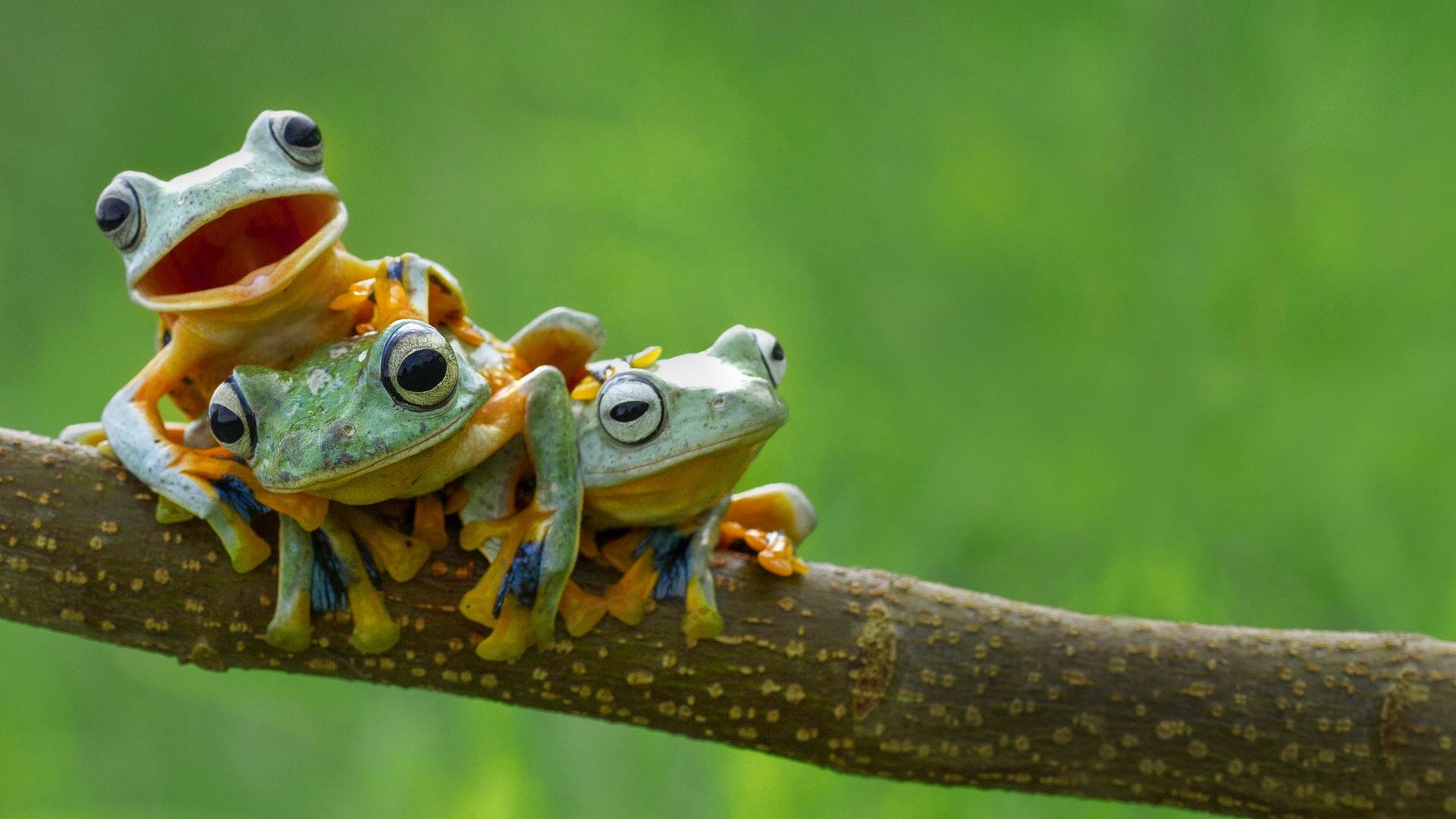 General 1920x1080 nature frog amphibian animals green background branch simple background