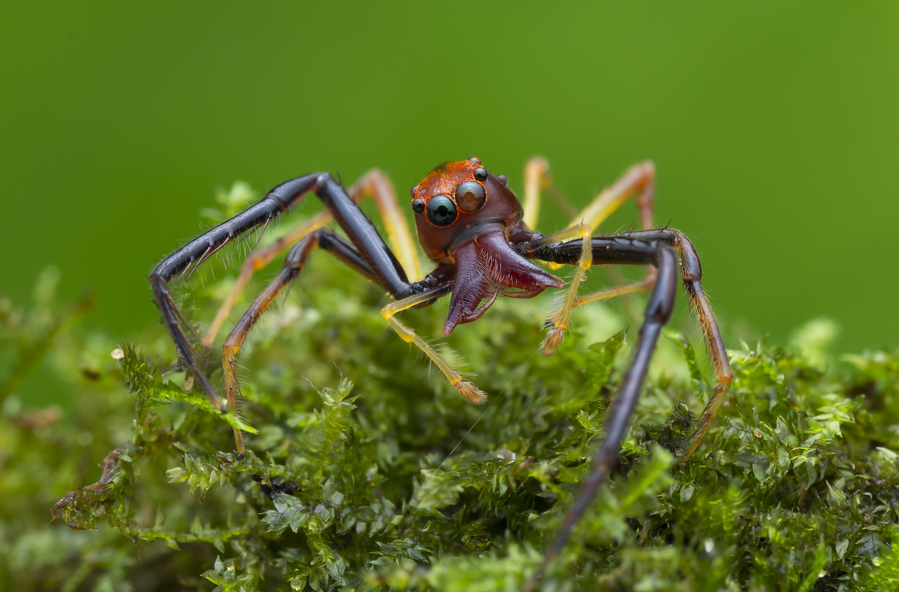 General 1800x1185 macro nature animals spider arachnid insect closeup minimalism depth of field
