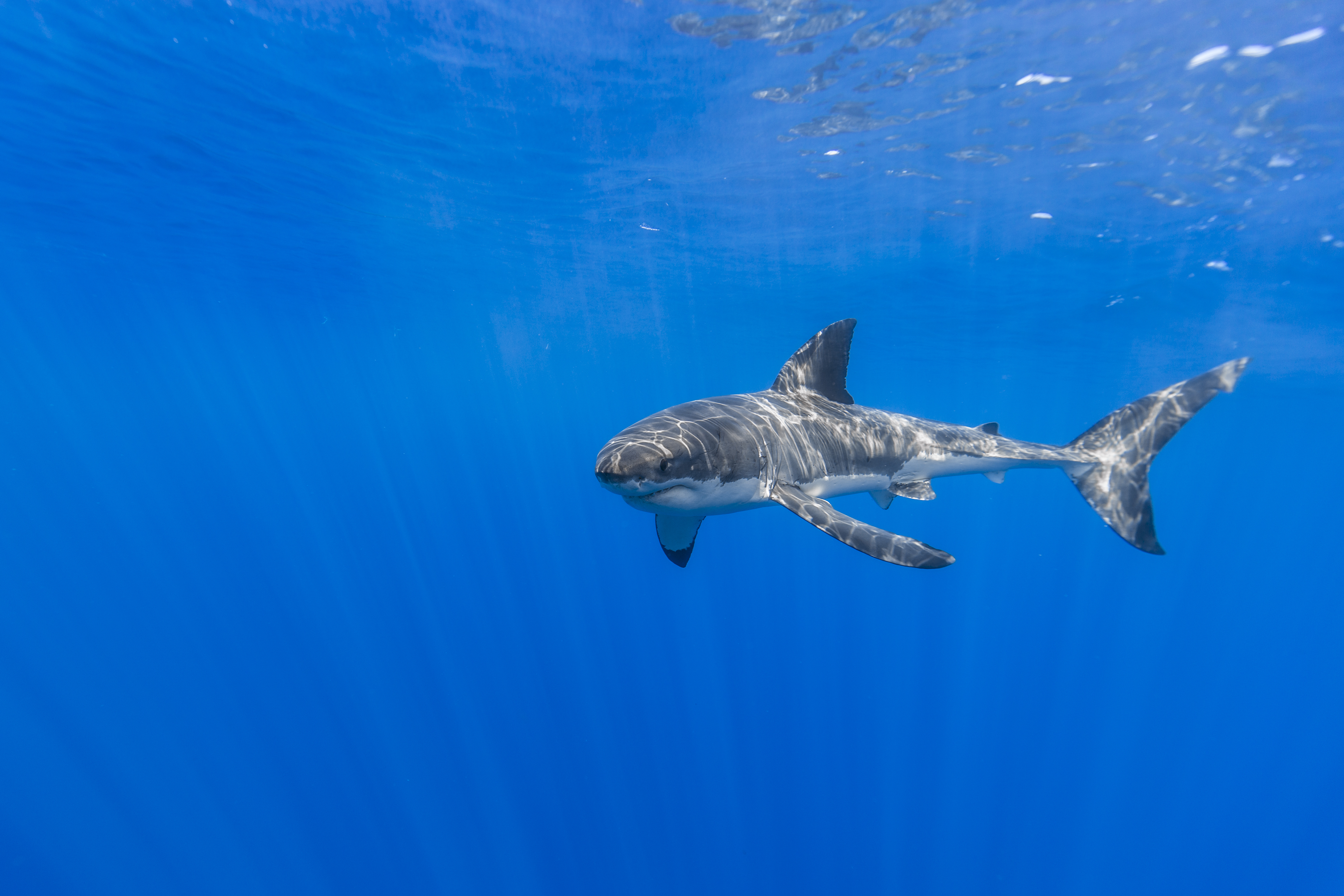 General 5199x3466 blue underwater shark animals
