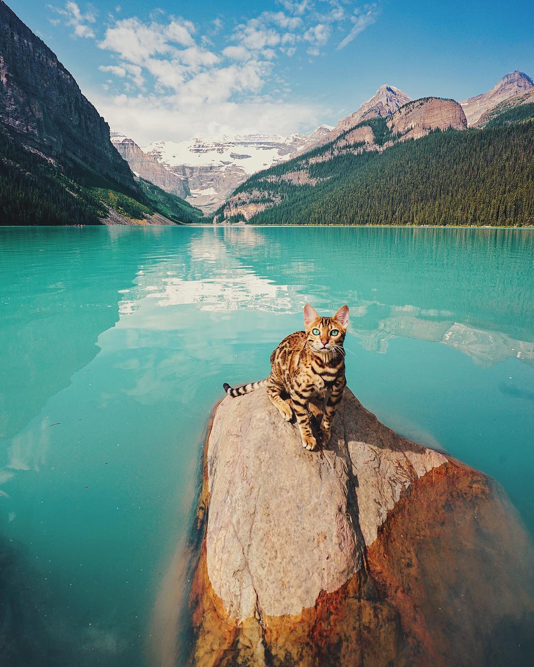 General 1080x1350 cats landscape mountains water rocks trees animals turquoise
