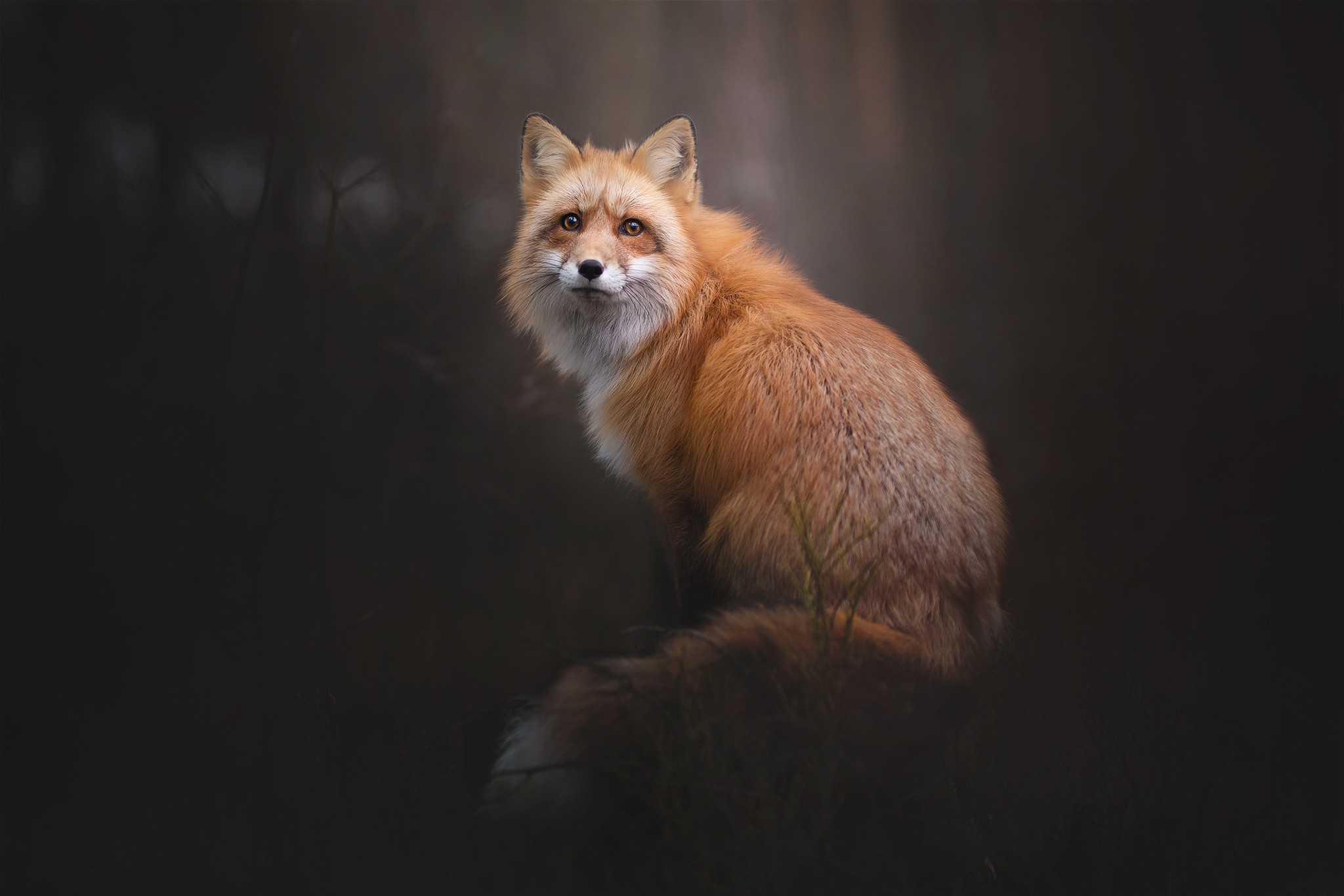 General 2048x1365 fox animals nature wildlife