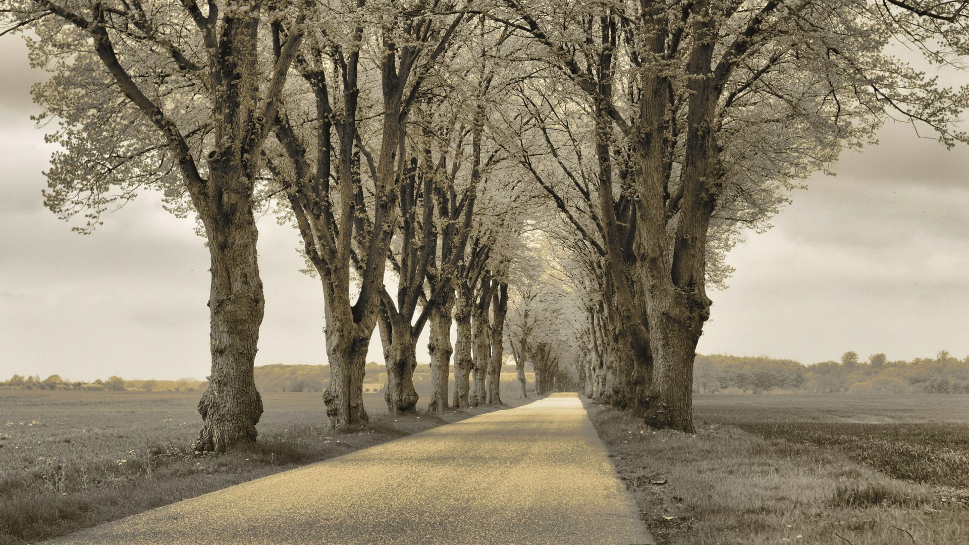 General 1920x1080 trees outdoors road sepia