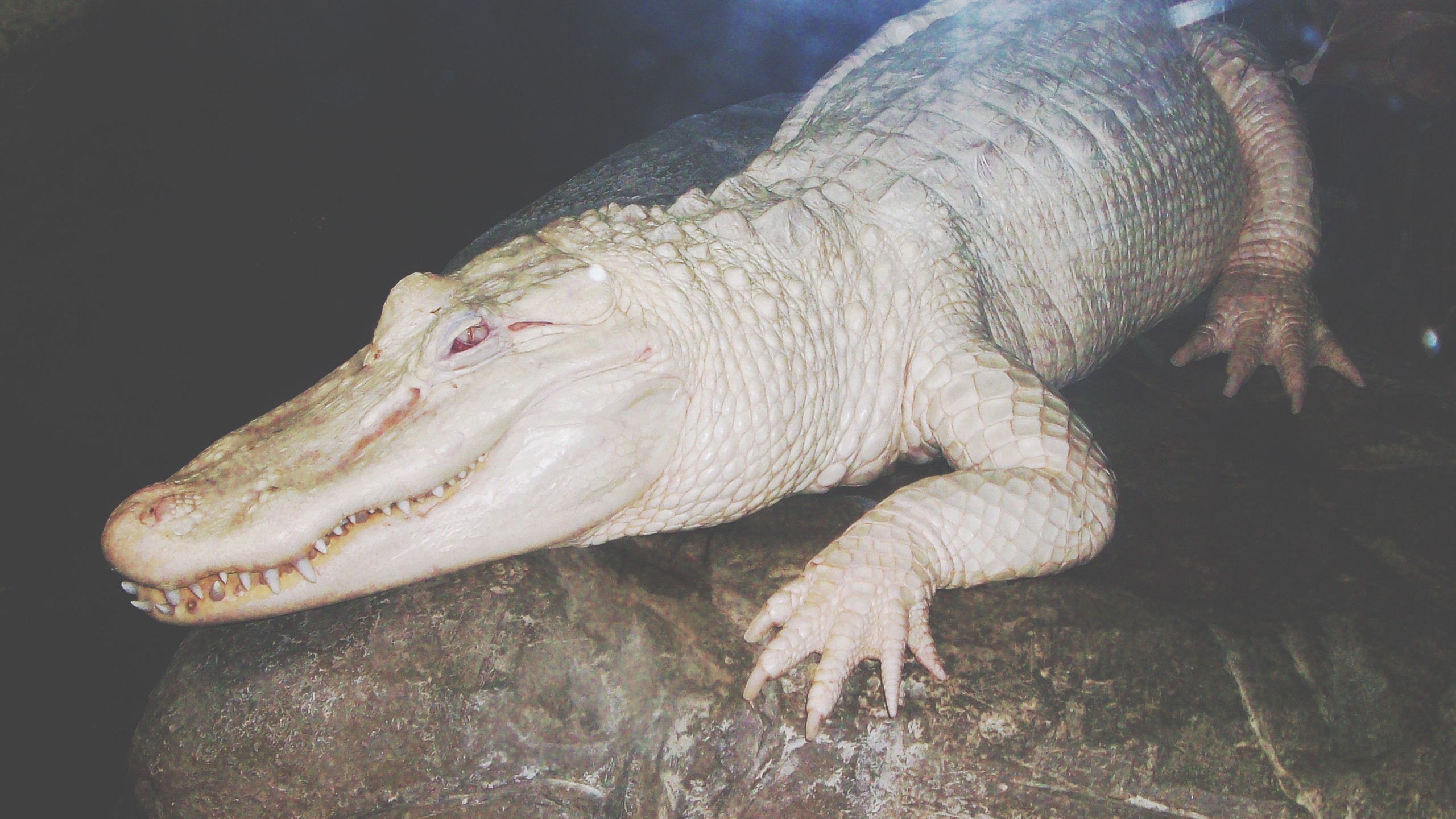 General 2560x1440 white crocodiles reptiles albino animals