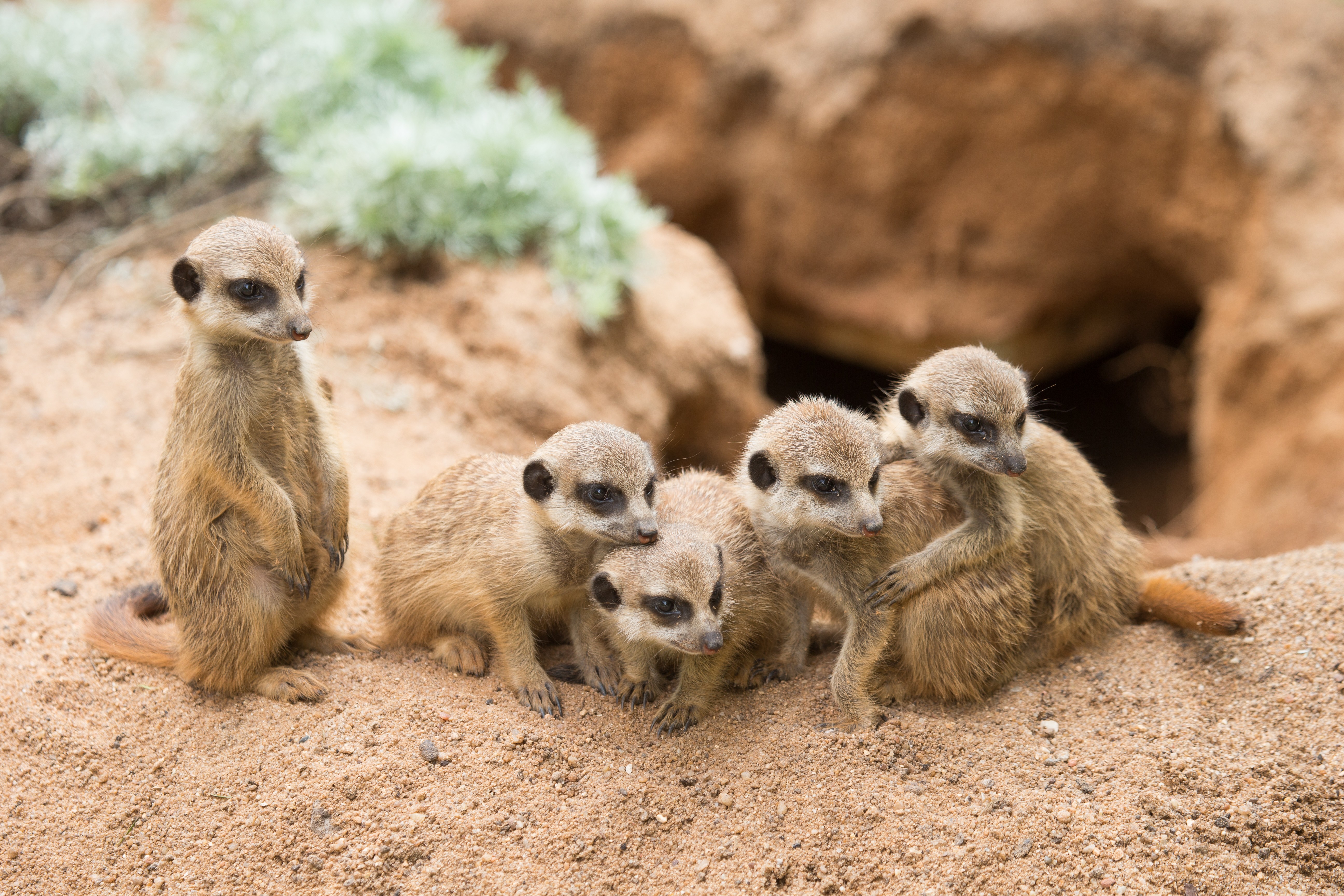 General 5184x3456 animals mammals meerkats dirt wildlife