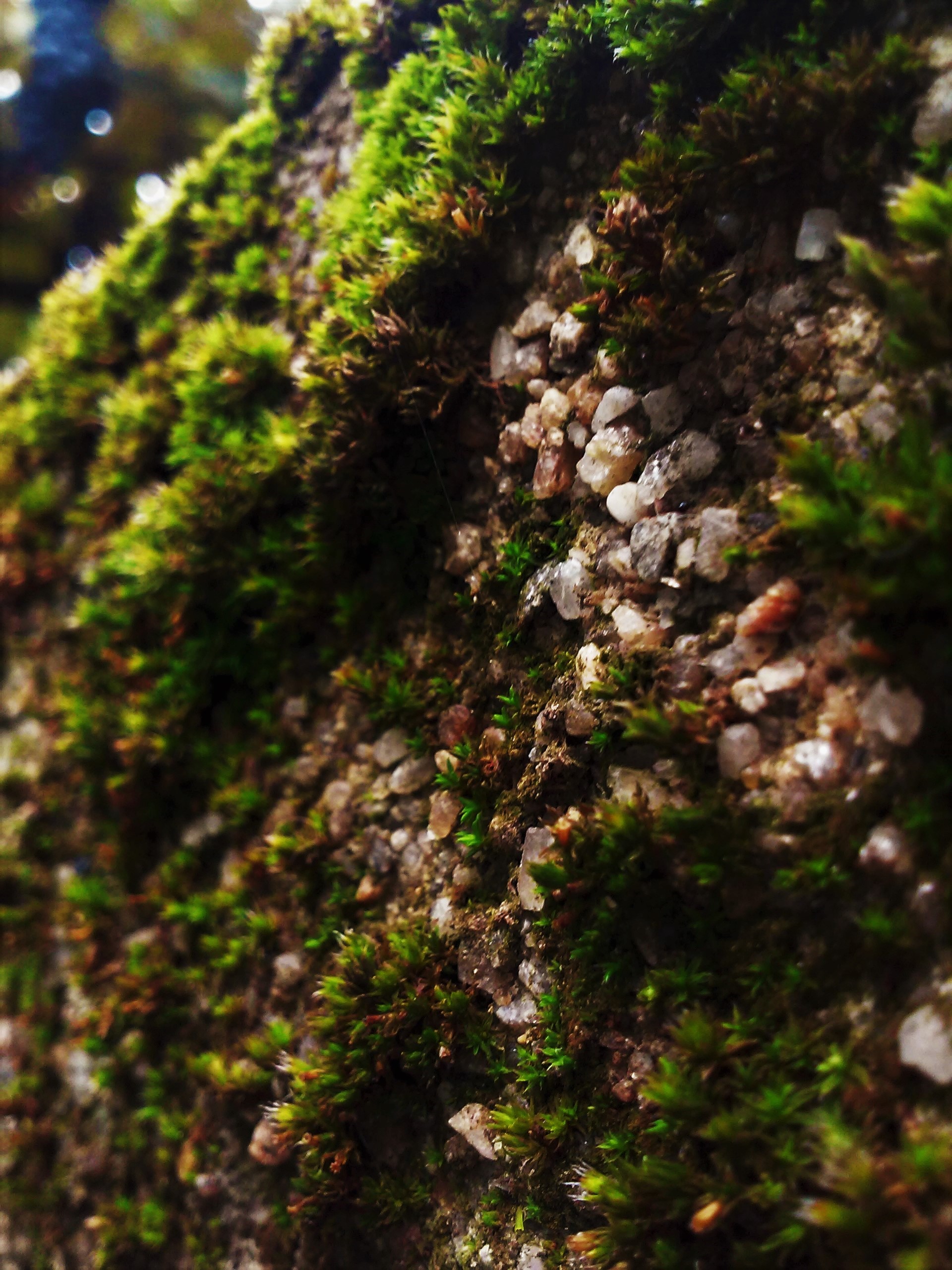General 1920x2560 moss pebbles macro outdoors