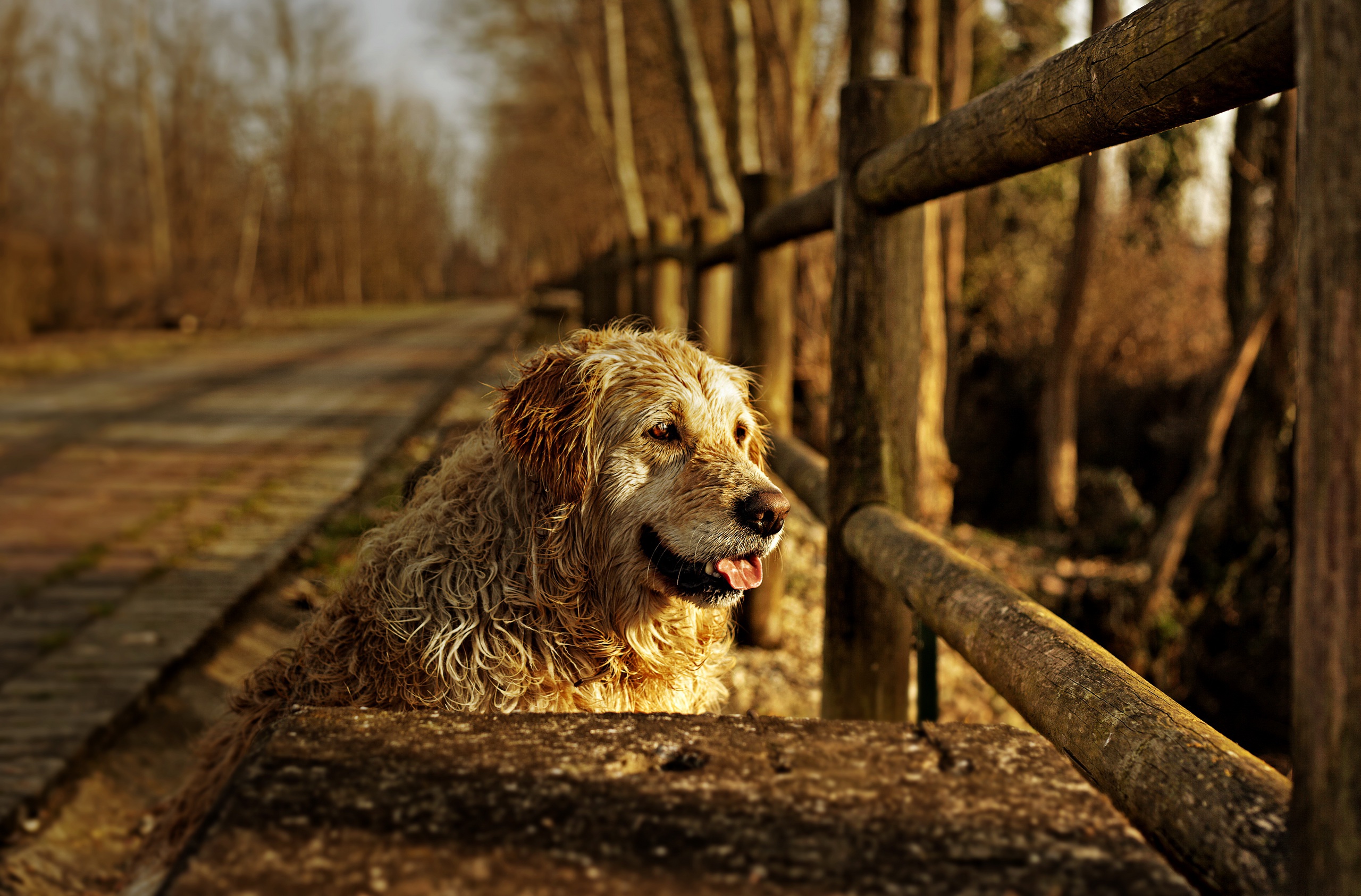 General 2560x1686 dog animals outdoors wood