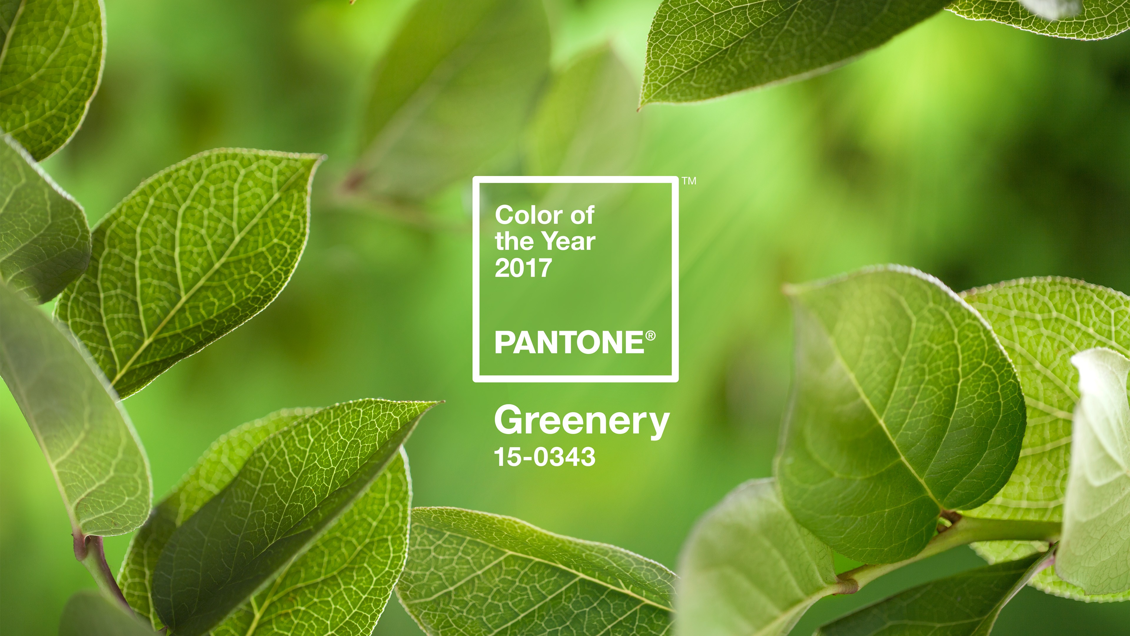 General 3840x2160 color codes green landscape colorful logo leaves trees minimalism