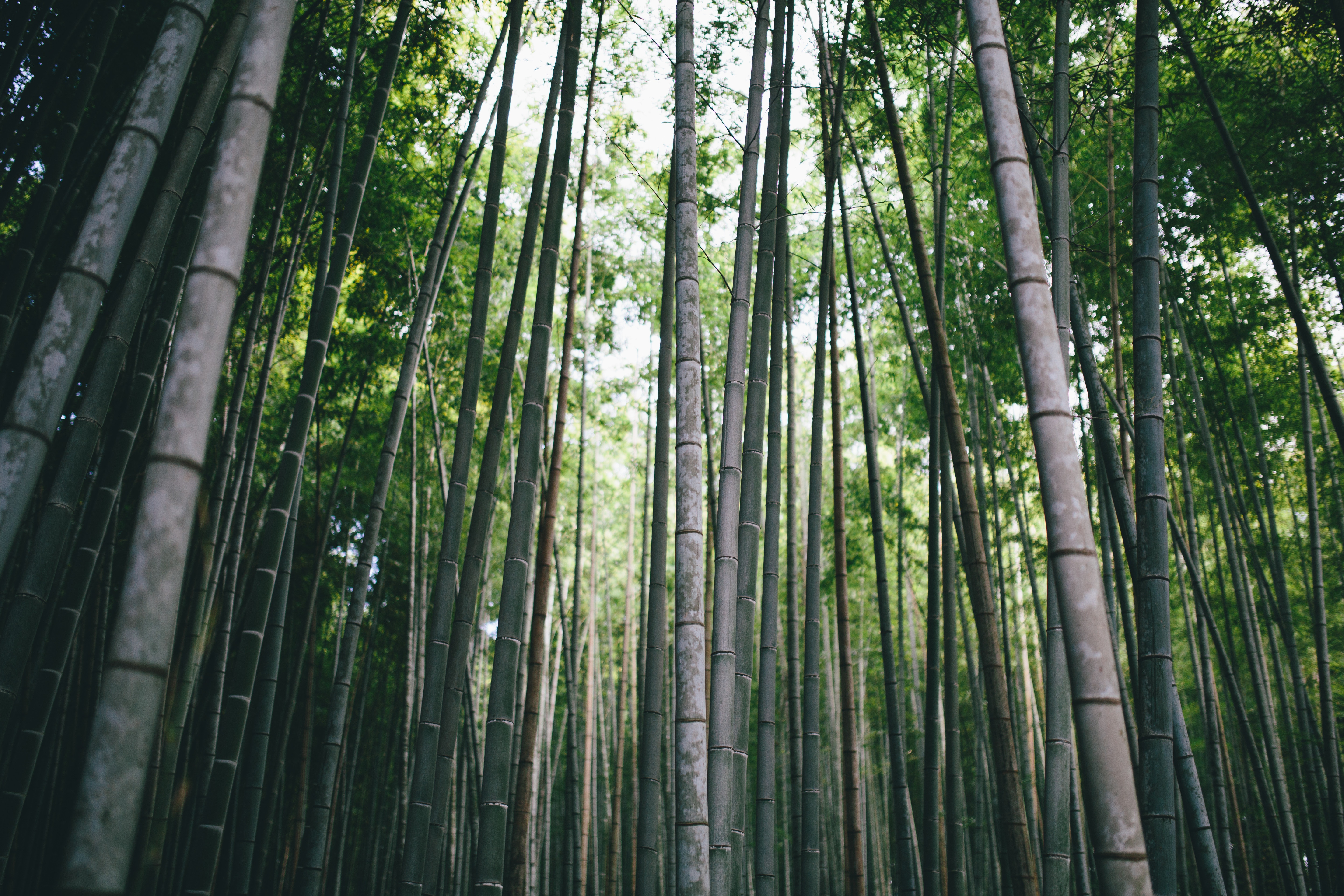 General 5760x3840 Greg Shield photography landscape nature forest bamboo Japan Asia zen