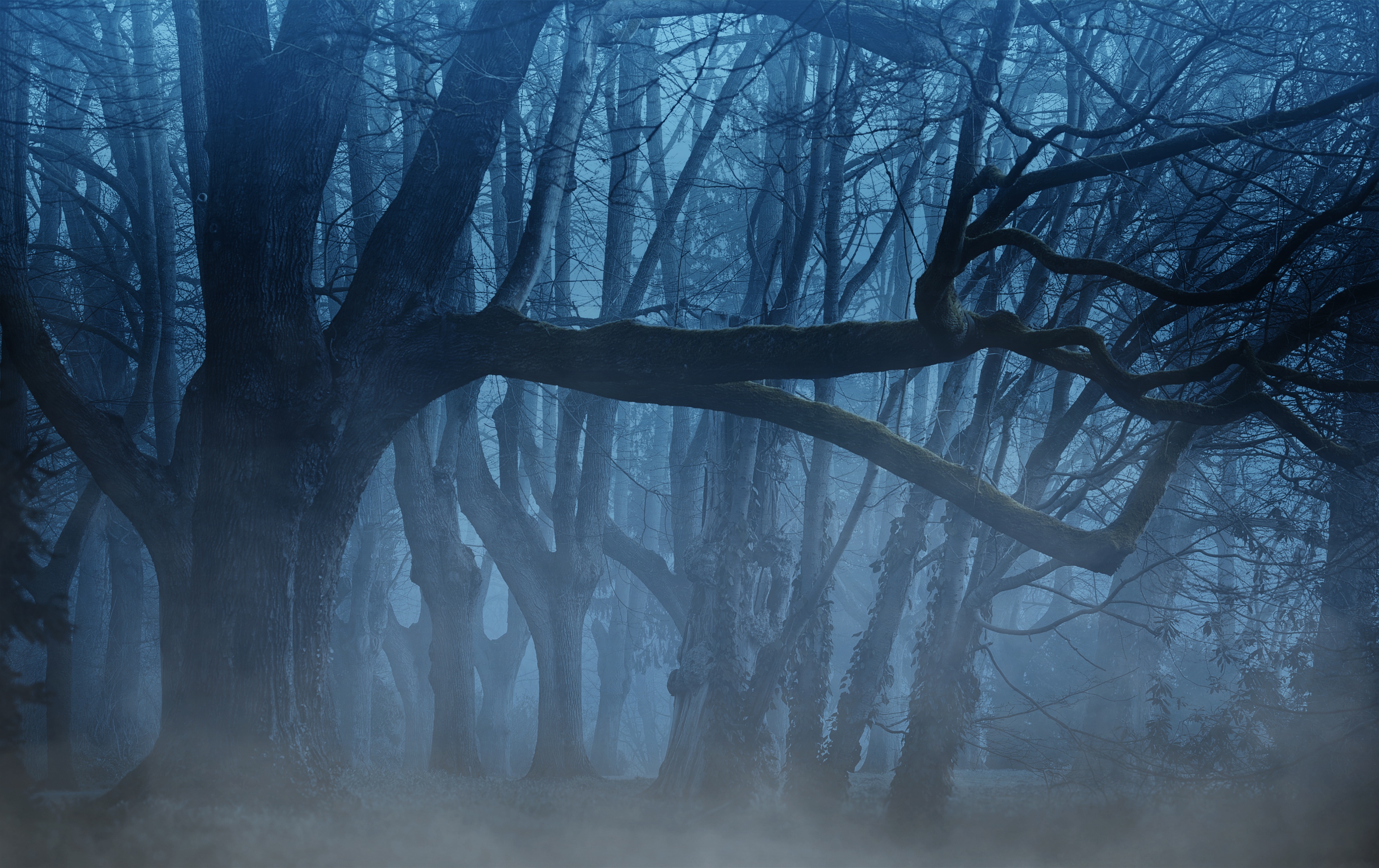 General 3802x2394 trees nature mist forest spooky