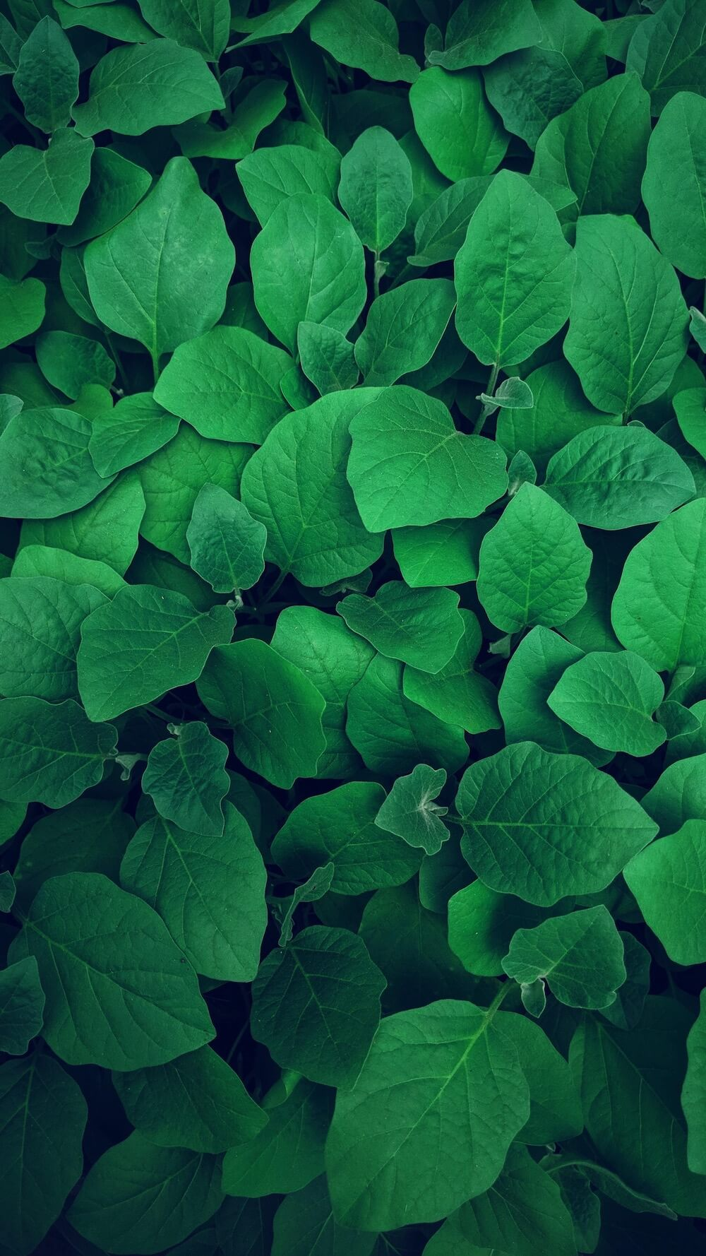 General 1000x1778 leaves green portrait display nature minimalism