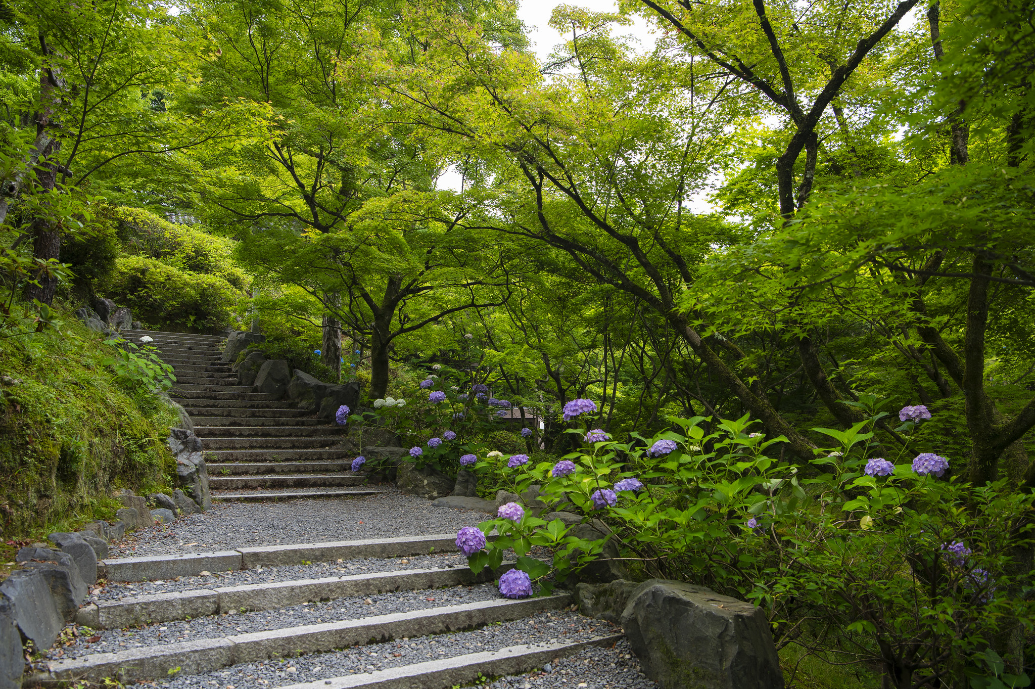 General 2048x1363 forest hydrangea scenery stairs Japan flowers