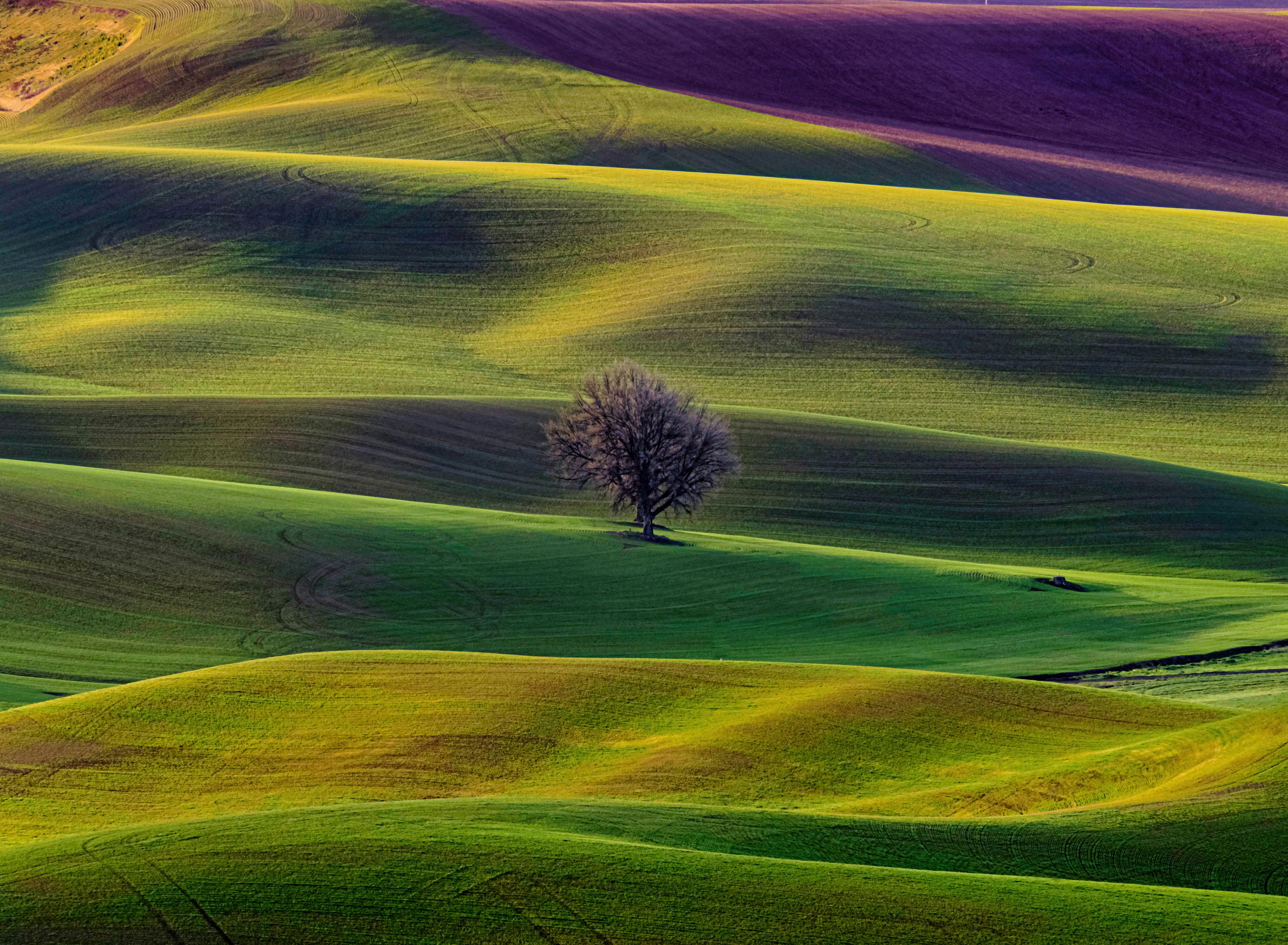 General 5967x4377 landscape aerial view nature field lavender grass hills Washington (state) USA Palouse