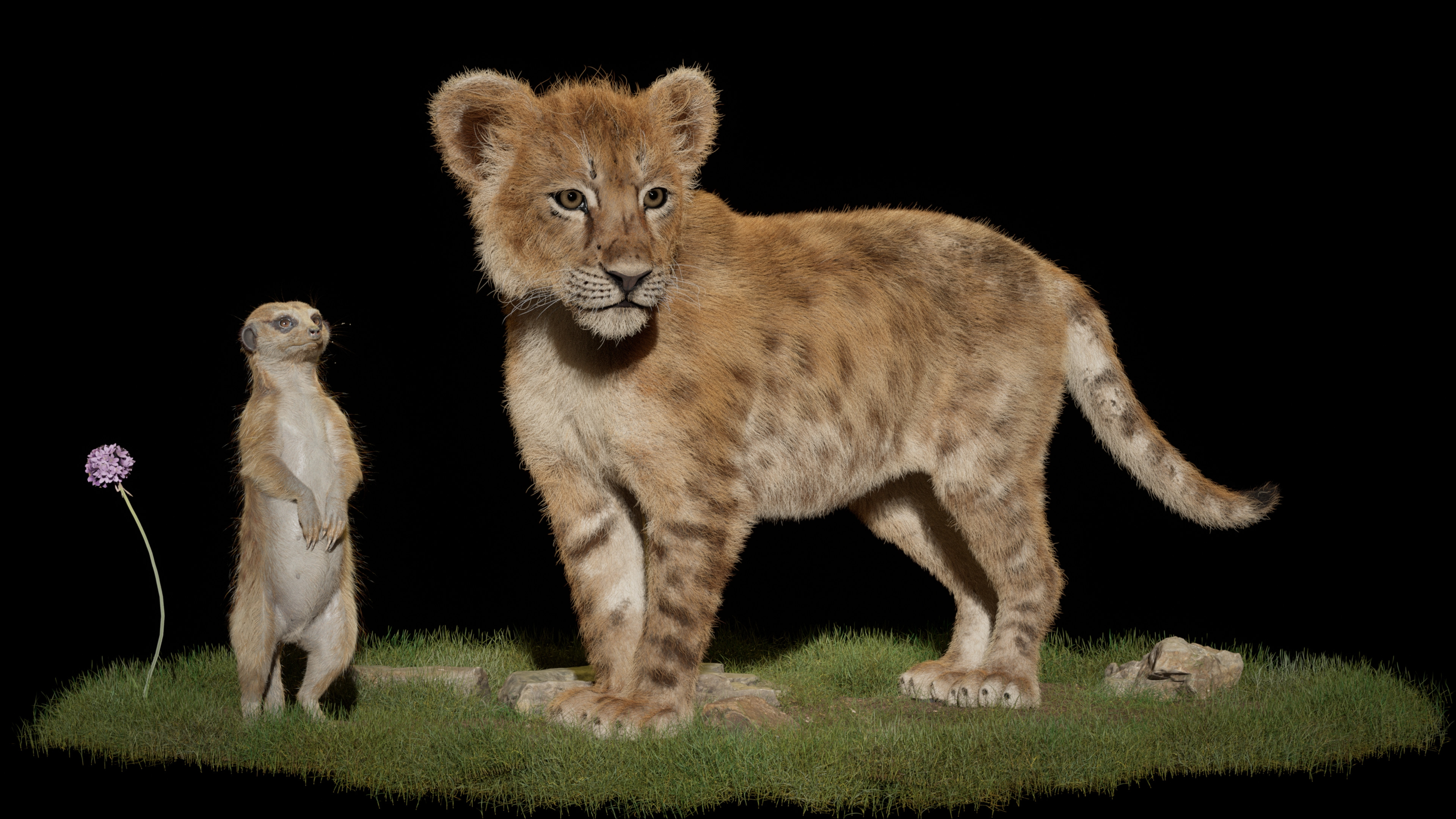 General 3840x2160 Mountain Dog Studios CGI lion cubs mongoose grass