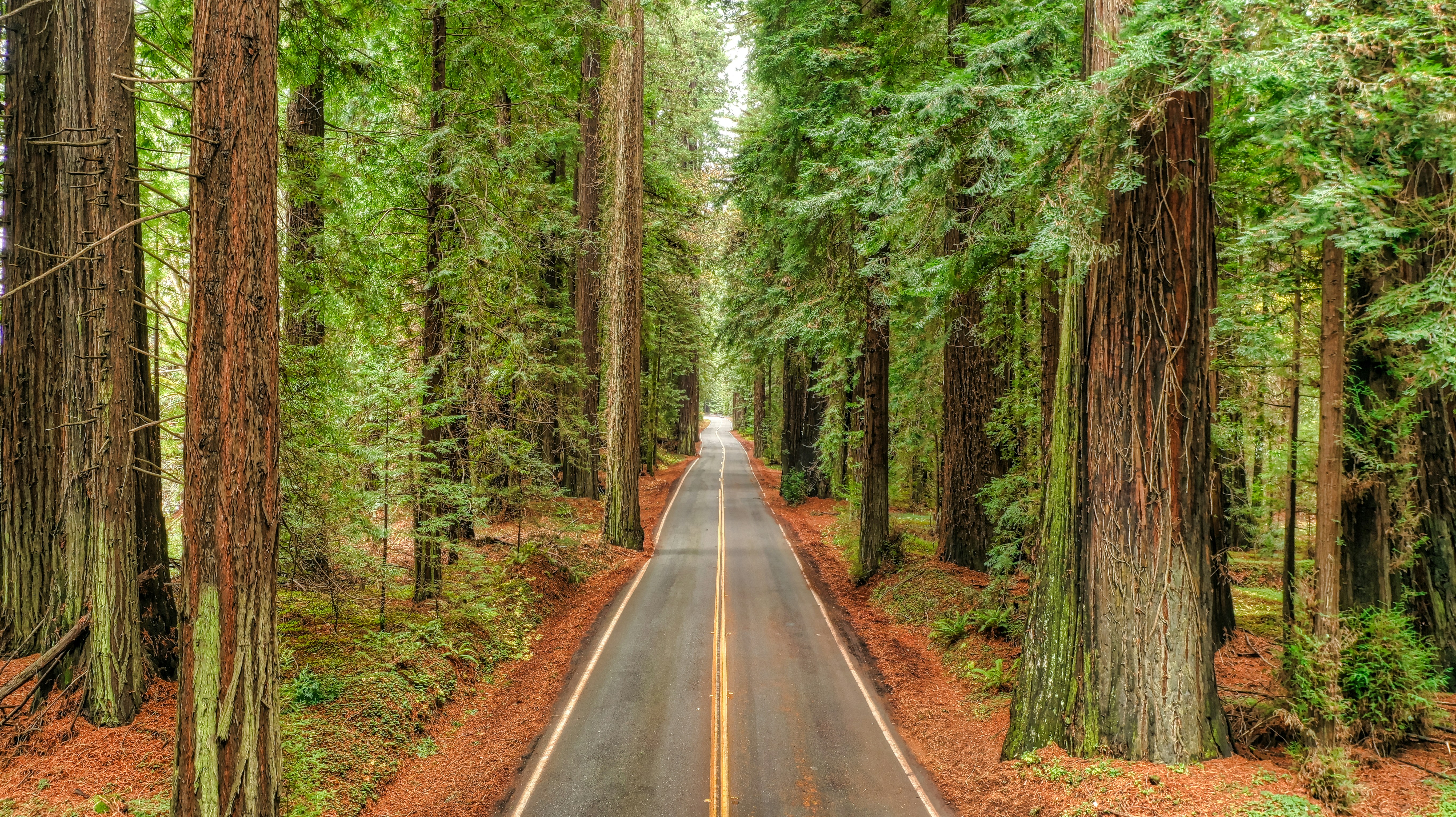 General 5460x3064 nature trees road asphalt grass plants fallen leaves forest redwood The Avenue of the Giants California USA