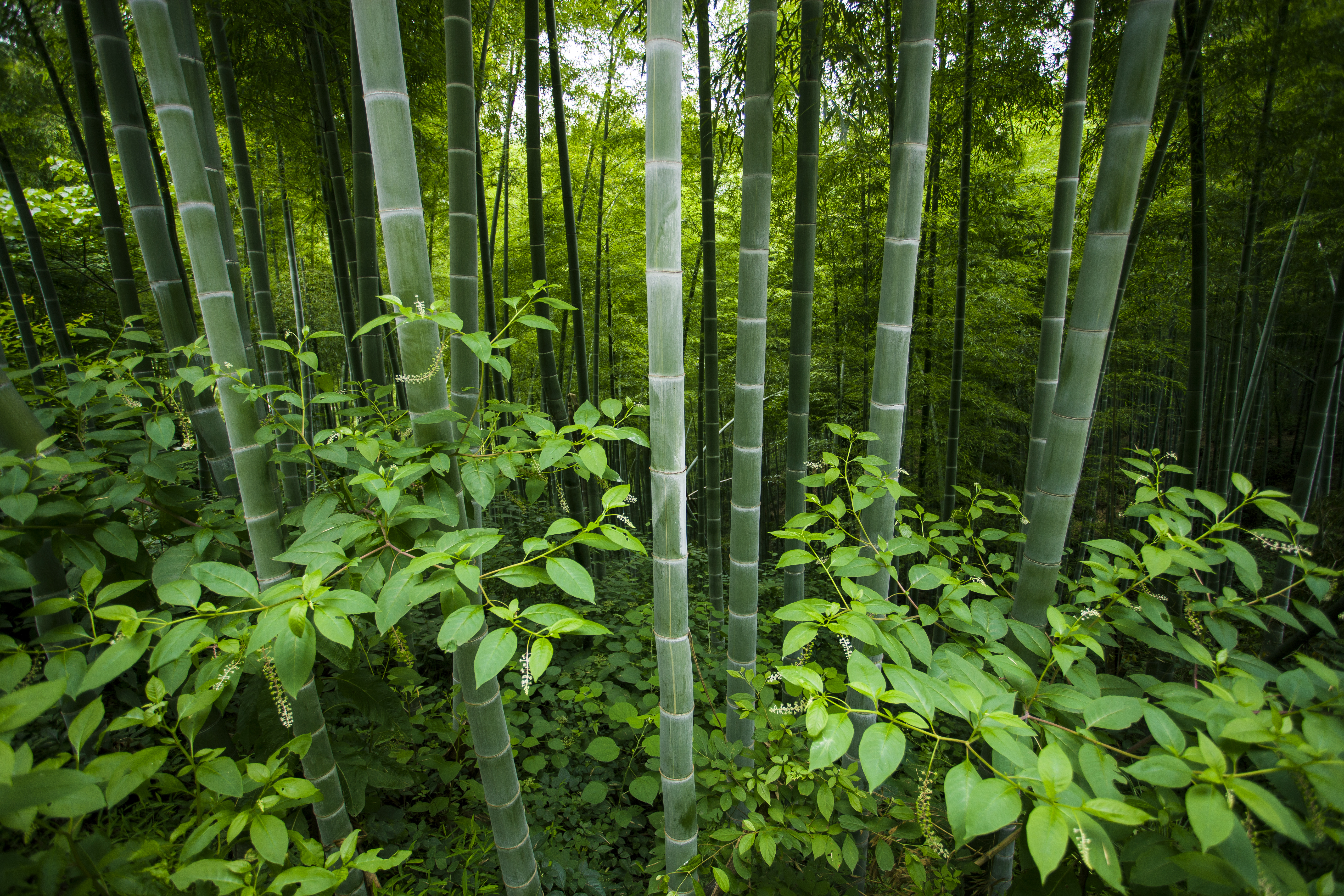 General 5616x3744 nature landscape leaves bamboo forest