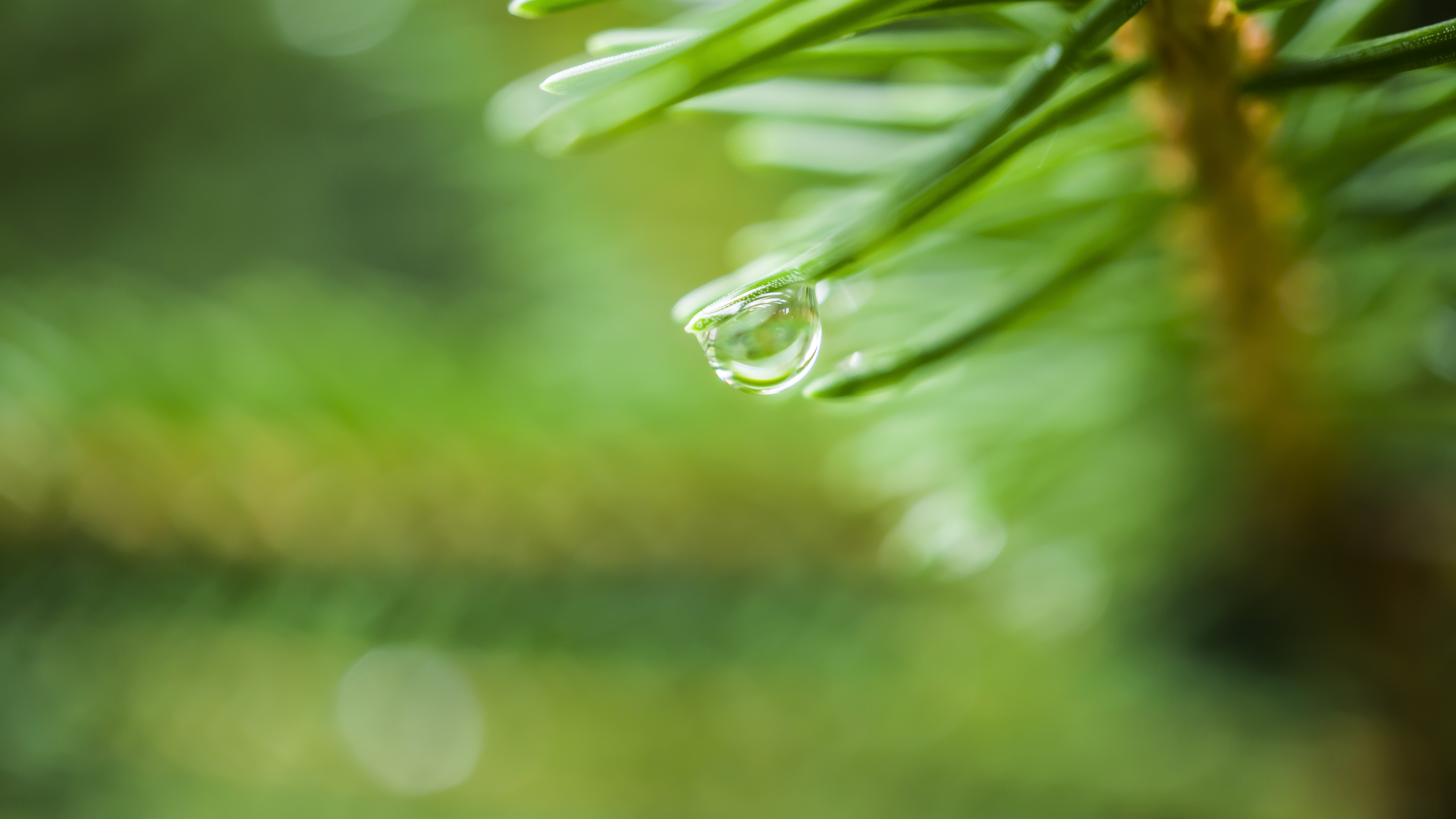 General 6000x3376 nature pine trees bokeh water drops green macro plants photography depth of field blurry background blurred leaves