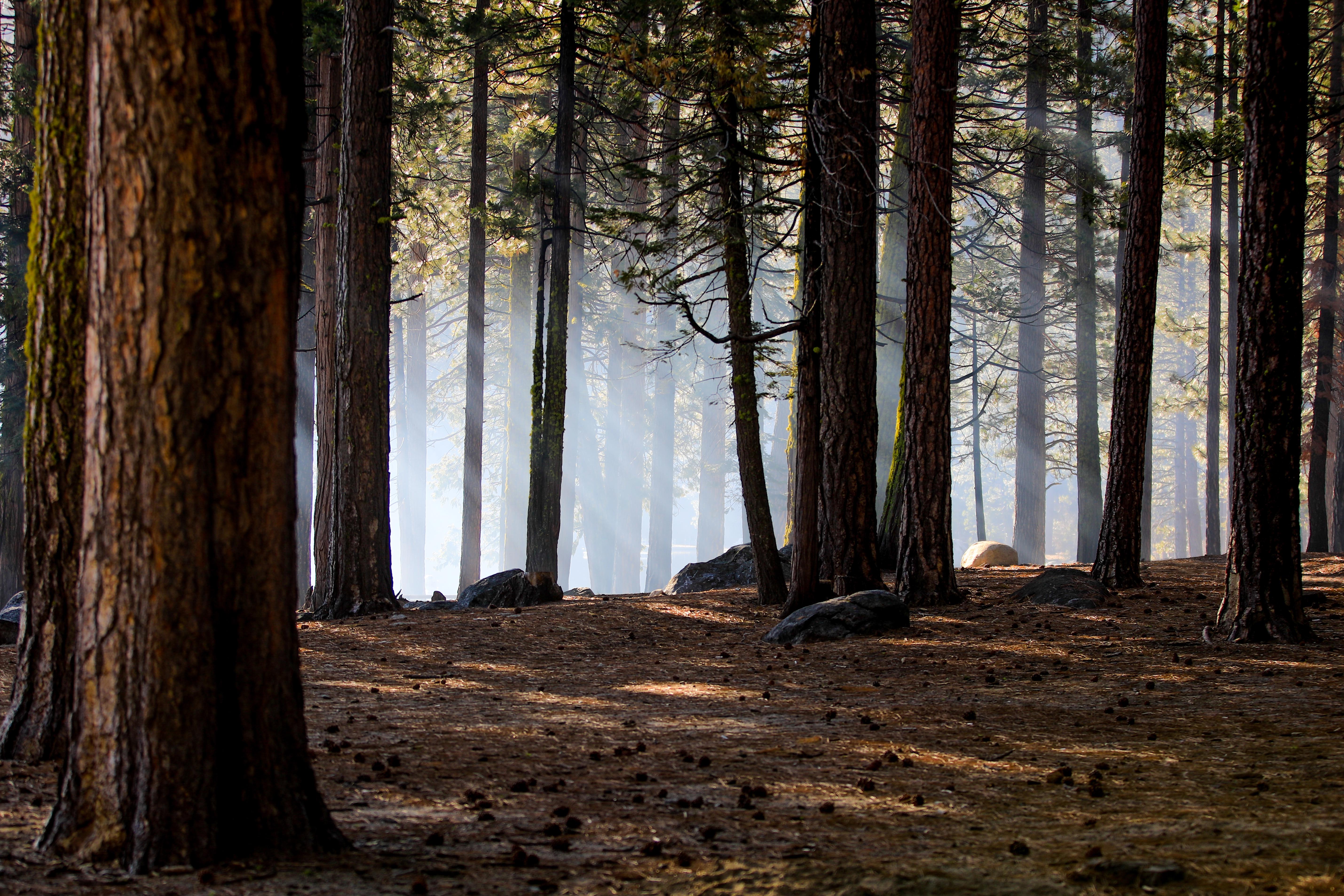 General 5717x3811 California USA nature forest mist trees pine trees morning rocks outdoors ground