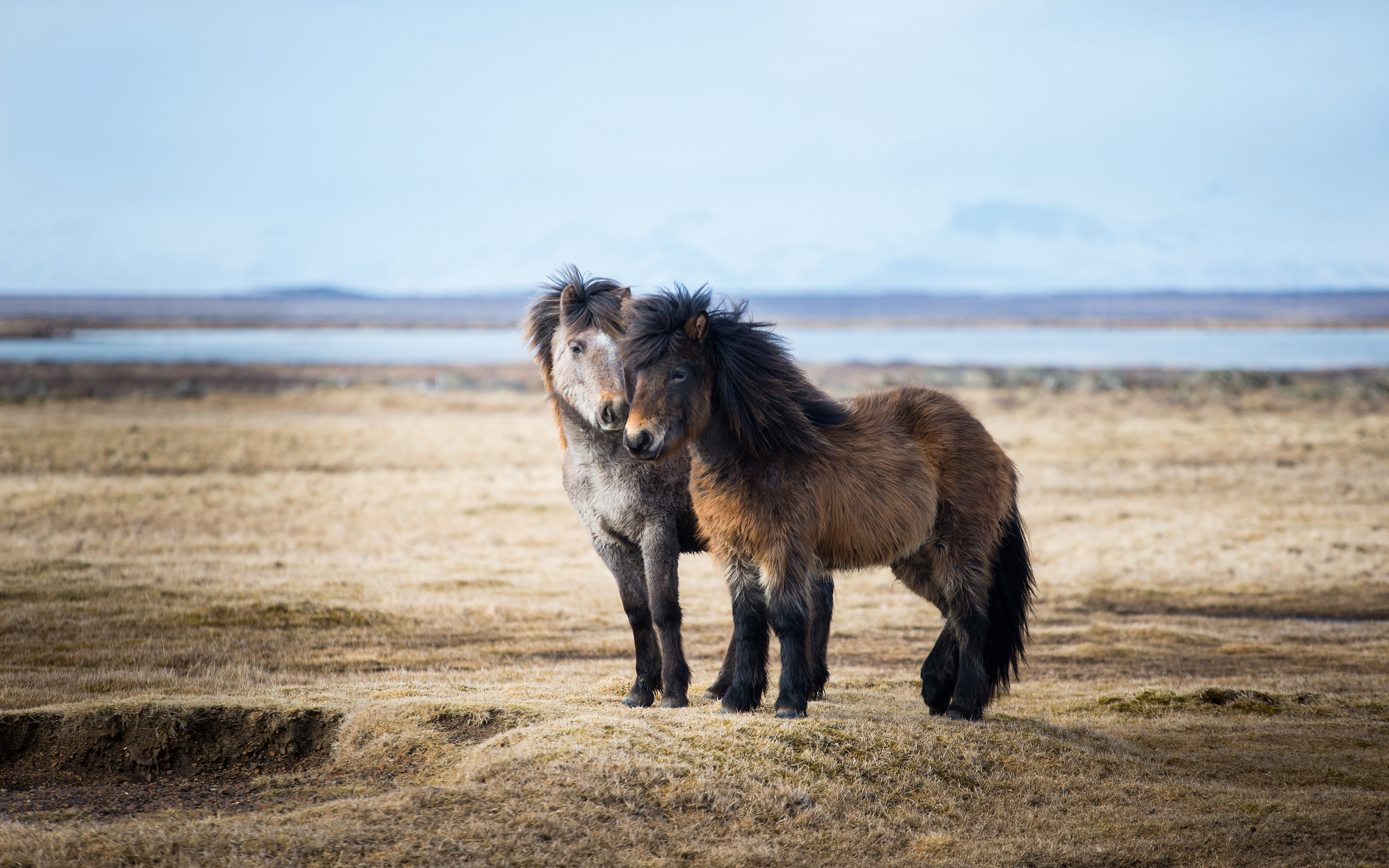 General 3840x2400 animals horse mammals nature outdoors Mongolian horse sunlight standing fur depth of field