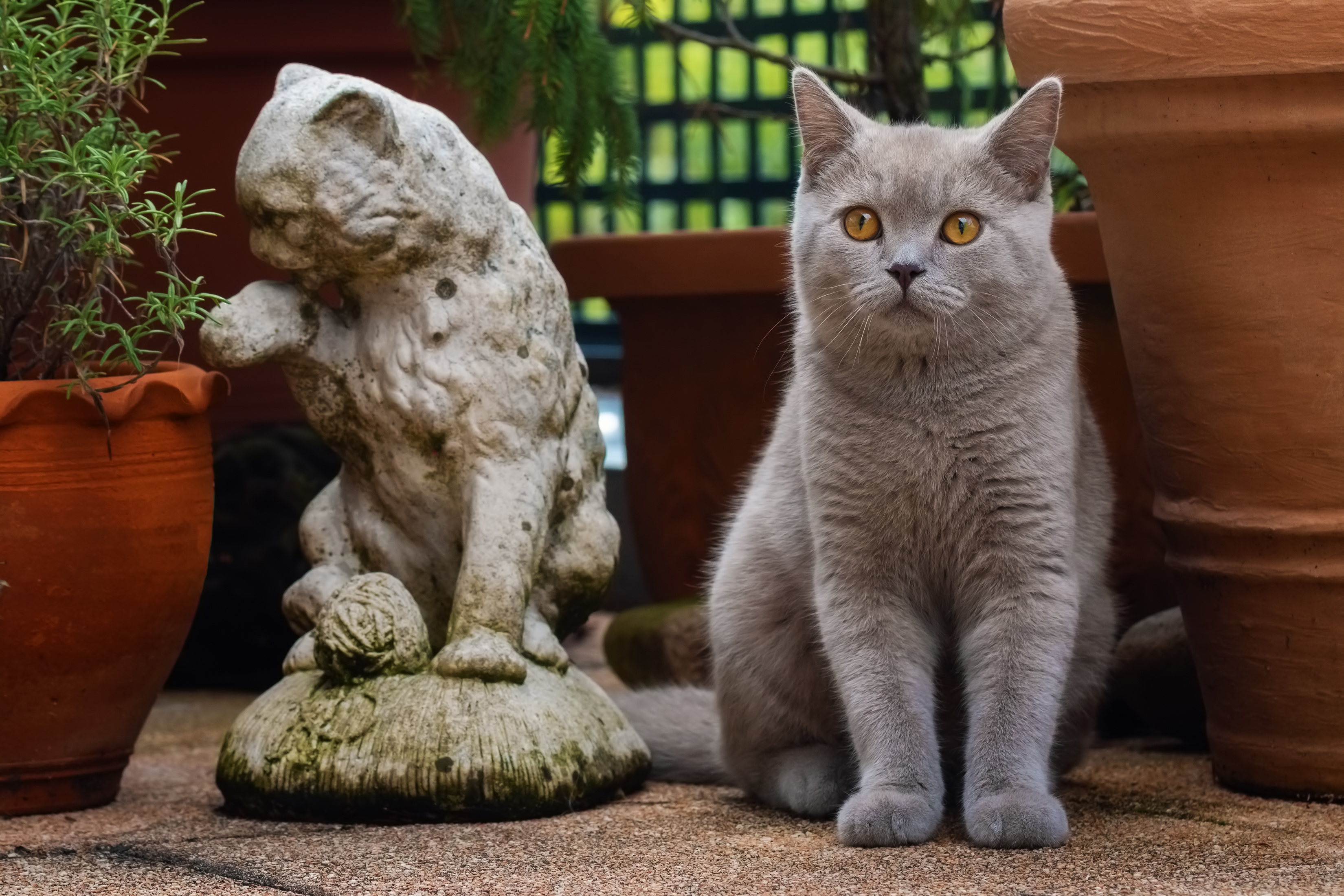 General 3300x2200 animals cats feline mammals statue plants plant pot closeup looking at viewer whiskers depth of field fur