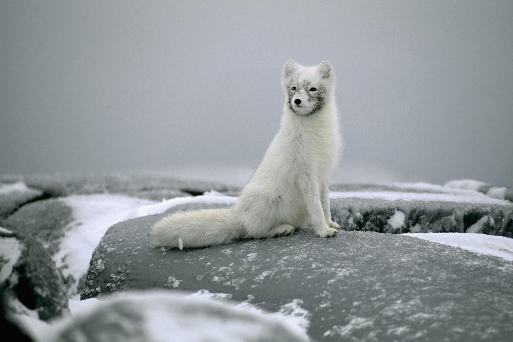 General 1999x1333 arctic fox animals mammals snow white nature