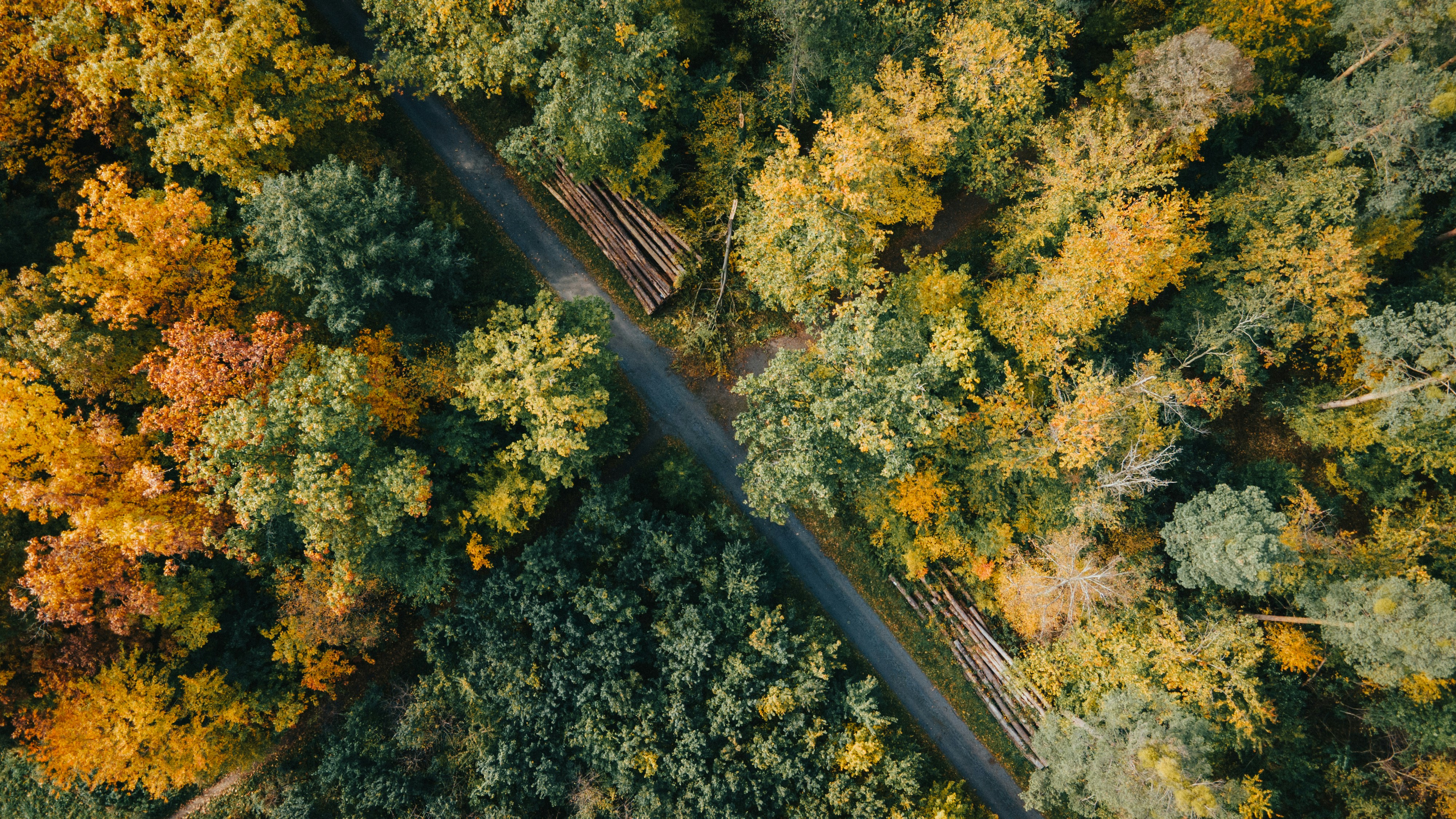 General 4000x2250 nature road asphalt trees fall wood plants drone photo aerial view Germany Pascal Scholl