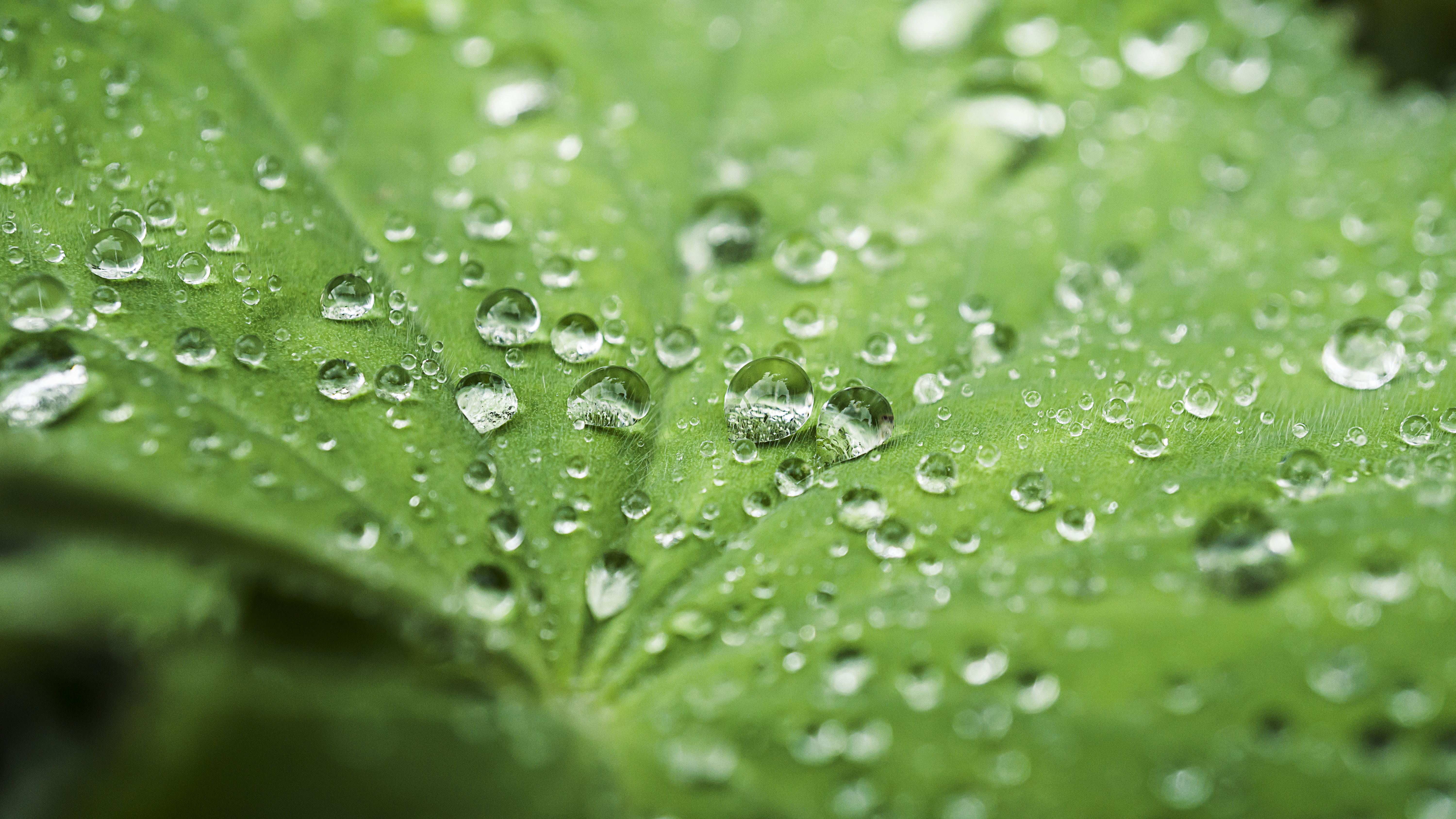 General 6000x3376 nature water drops leaves macro green photography closeup water bokeh depth of field